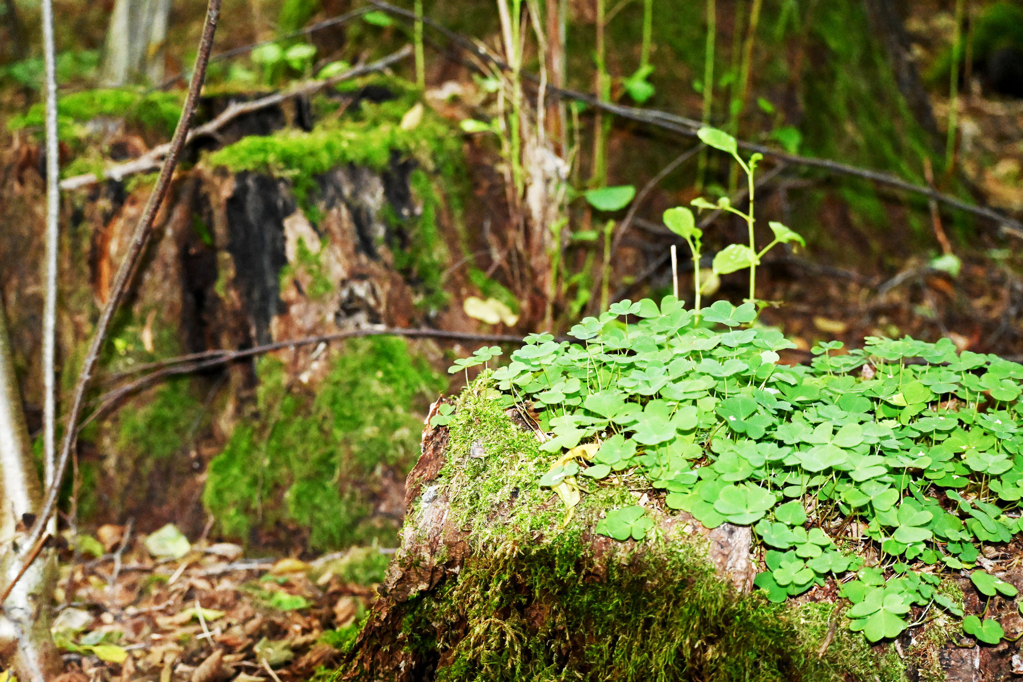 Wie wirkt der Wald auf das menschliche Hormon- und Nervensystem sowie auf die Psyche?