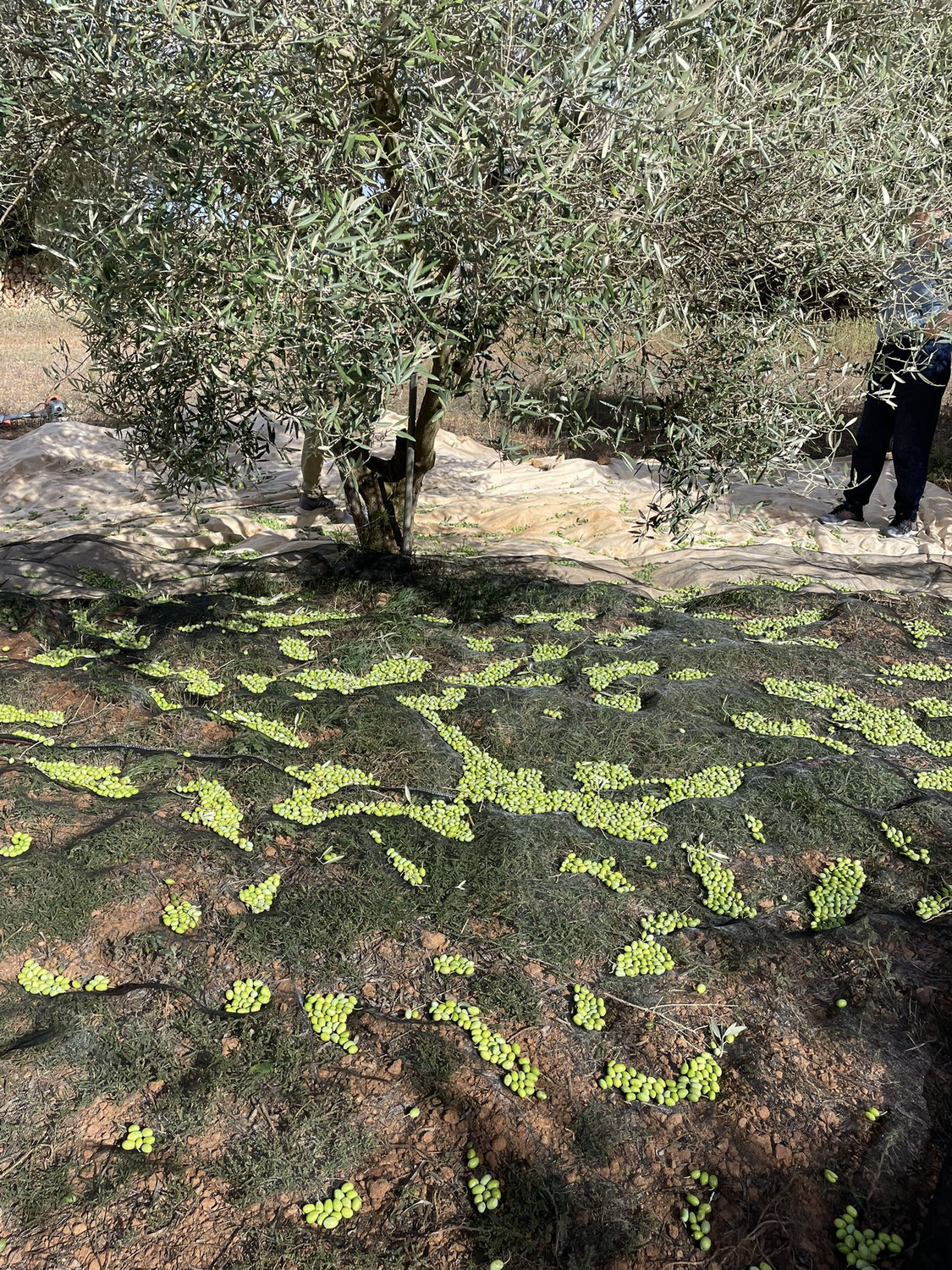 Rekord Olivenernte - record harvest of olives