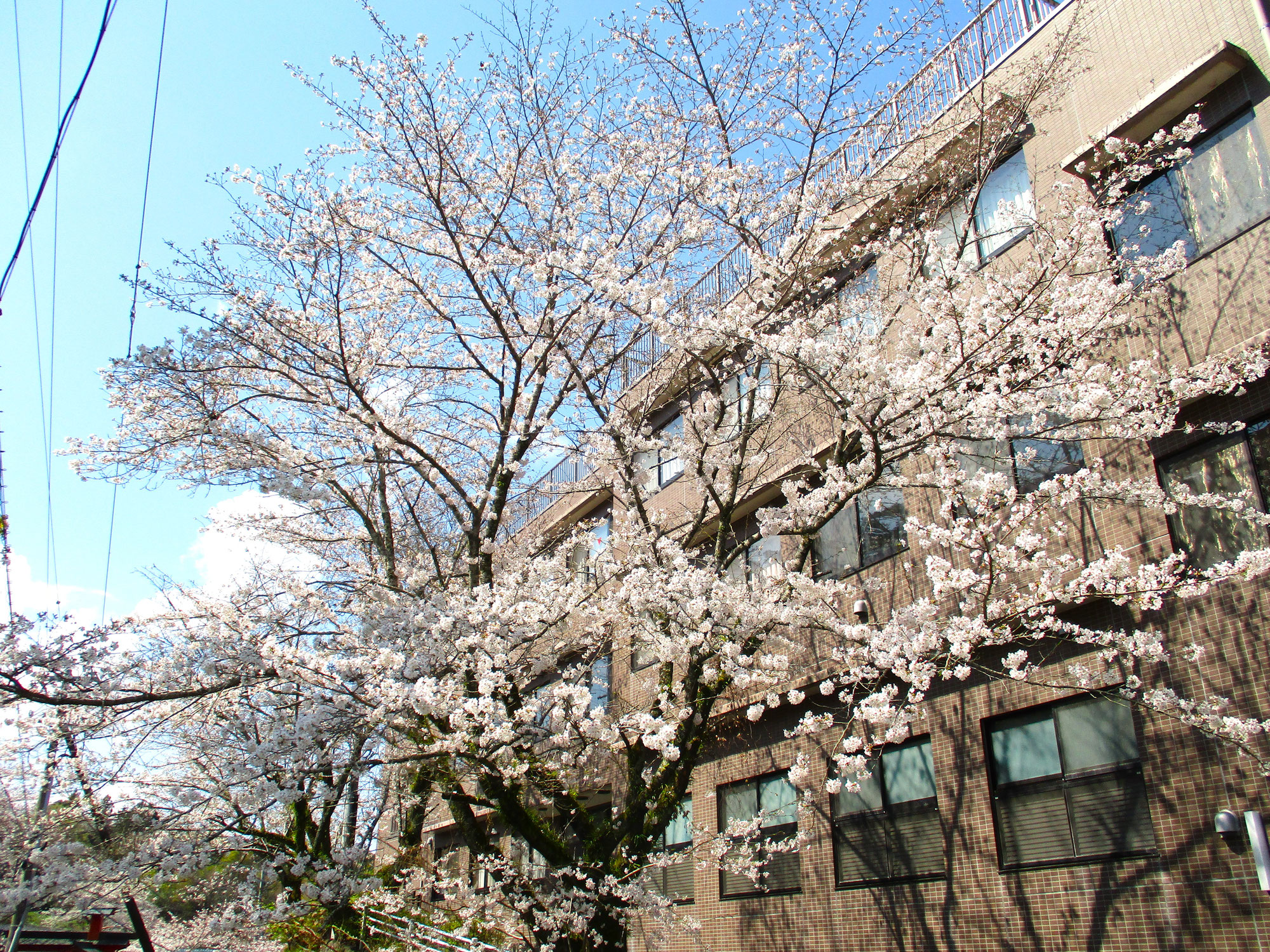 【玉じゅ園】今年も桜が見事に咲いておりました。