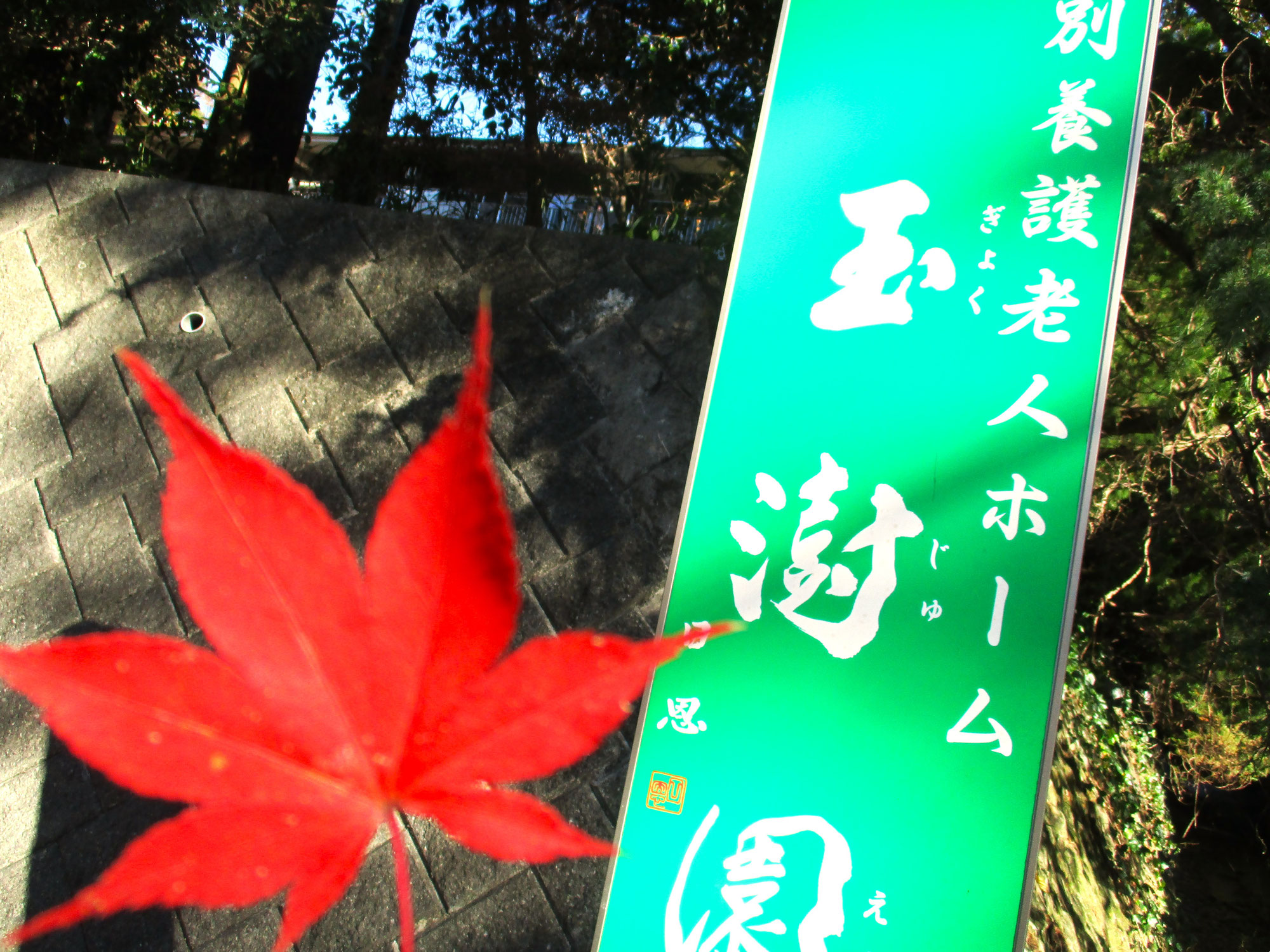 【玉じゅ園】近隣の紅葉が見事に色付きました。