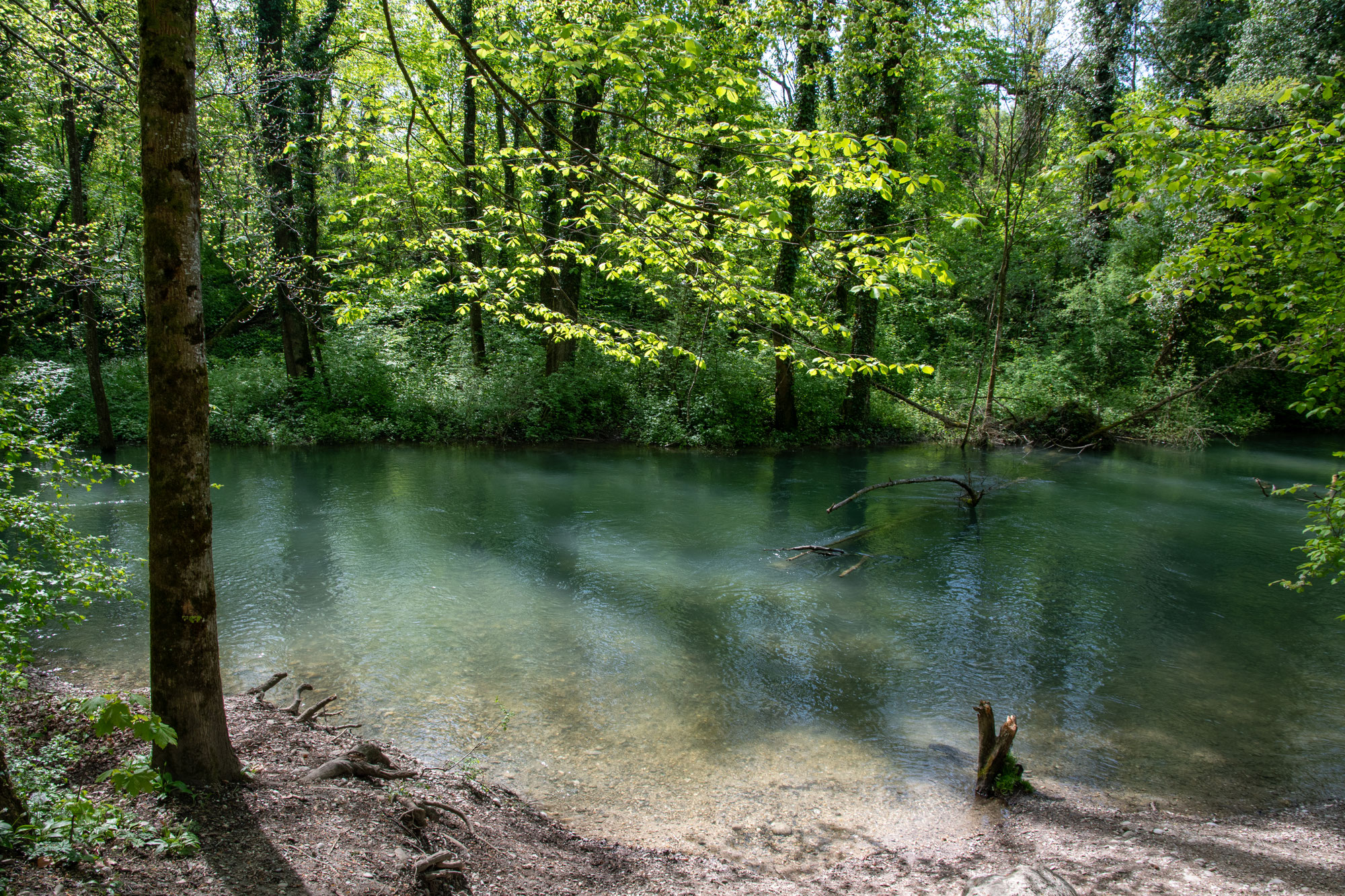 Bäume fahren aus der Haut
