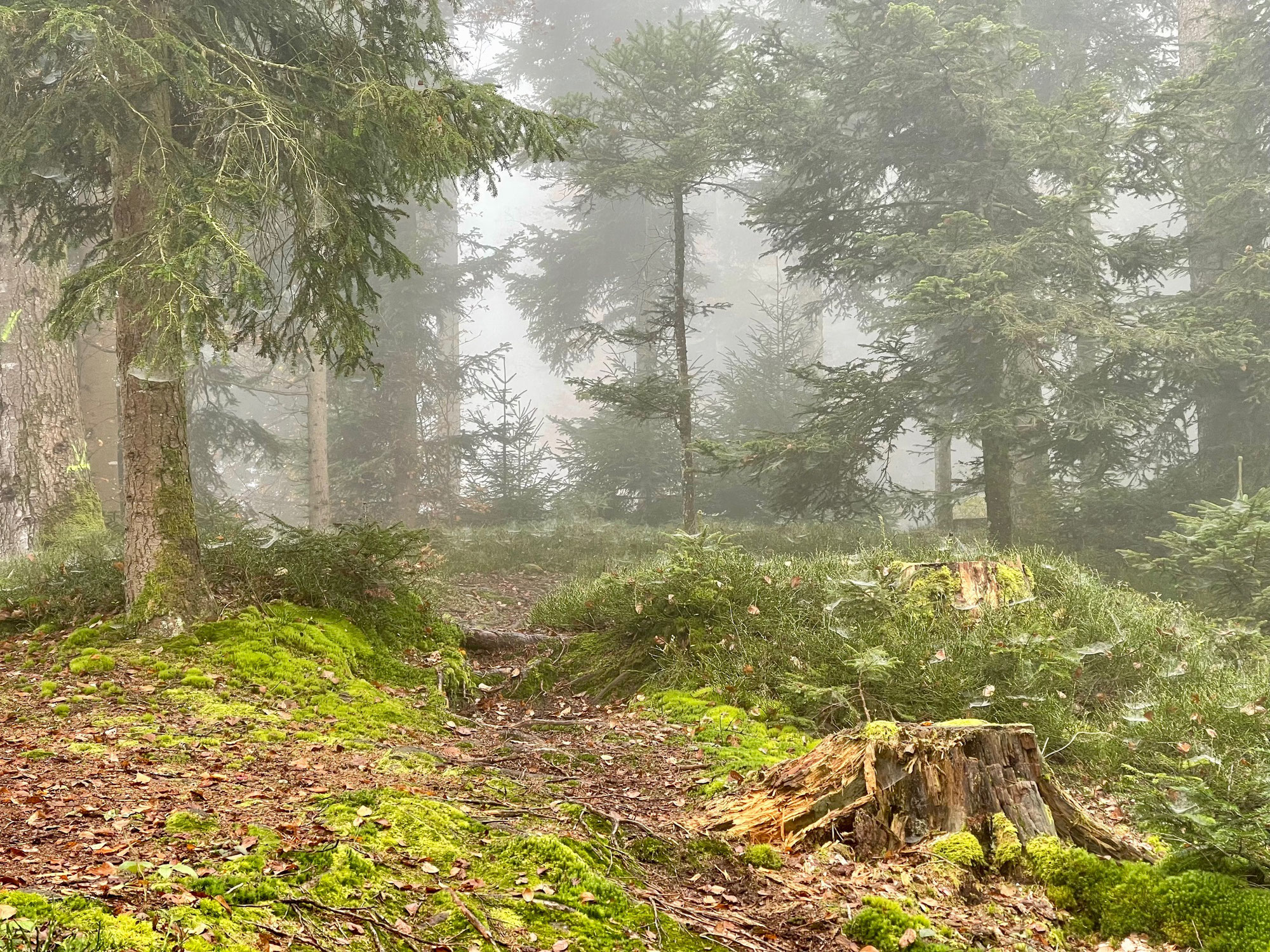 Herbstnebel