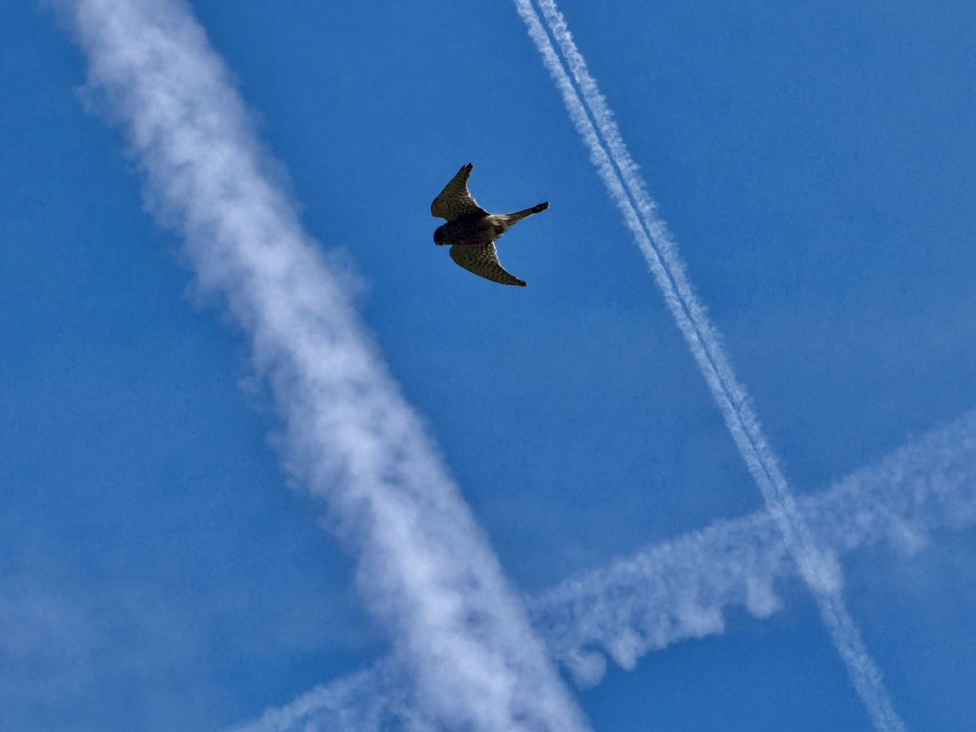 Im Rüttelflug