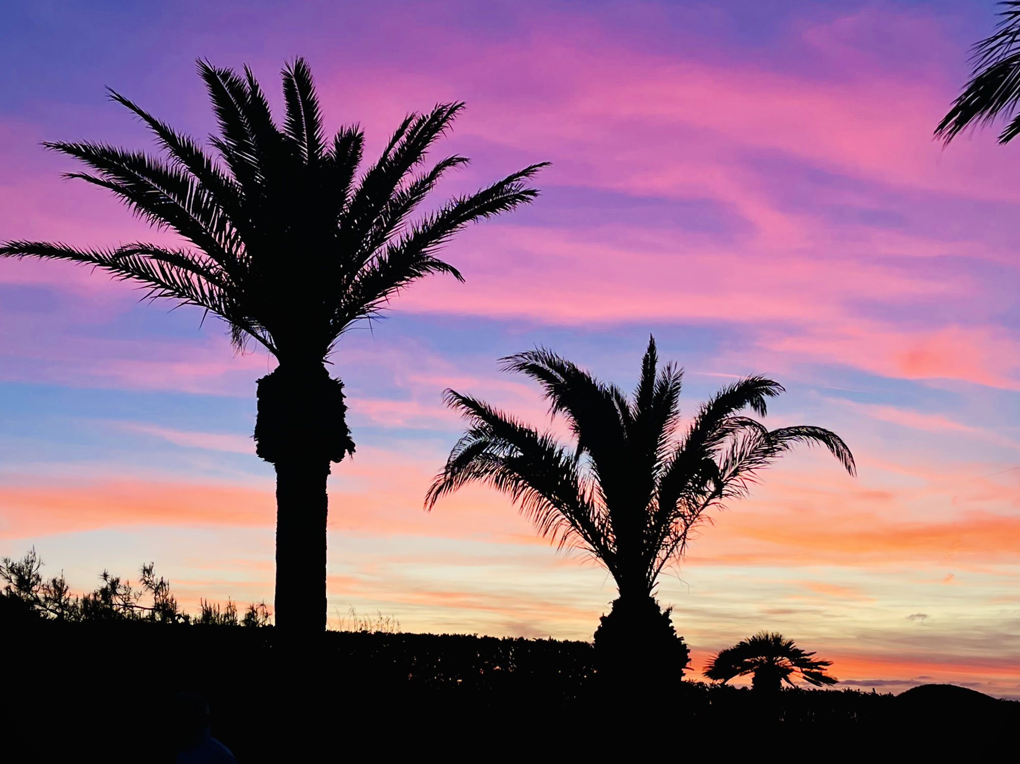 Palmen vor Knallfarben-Himmel