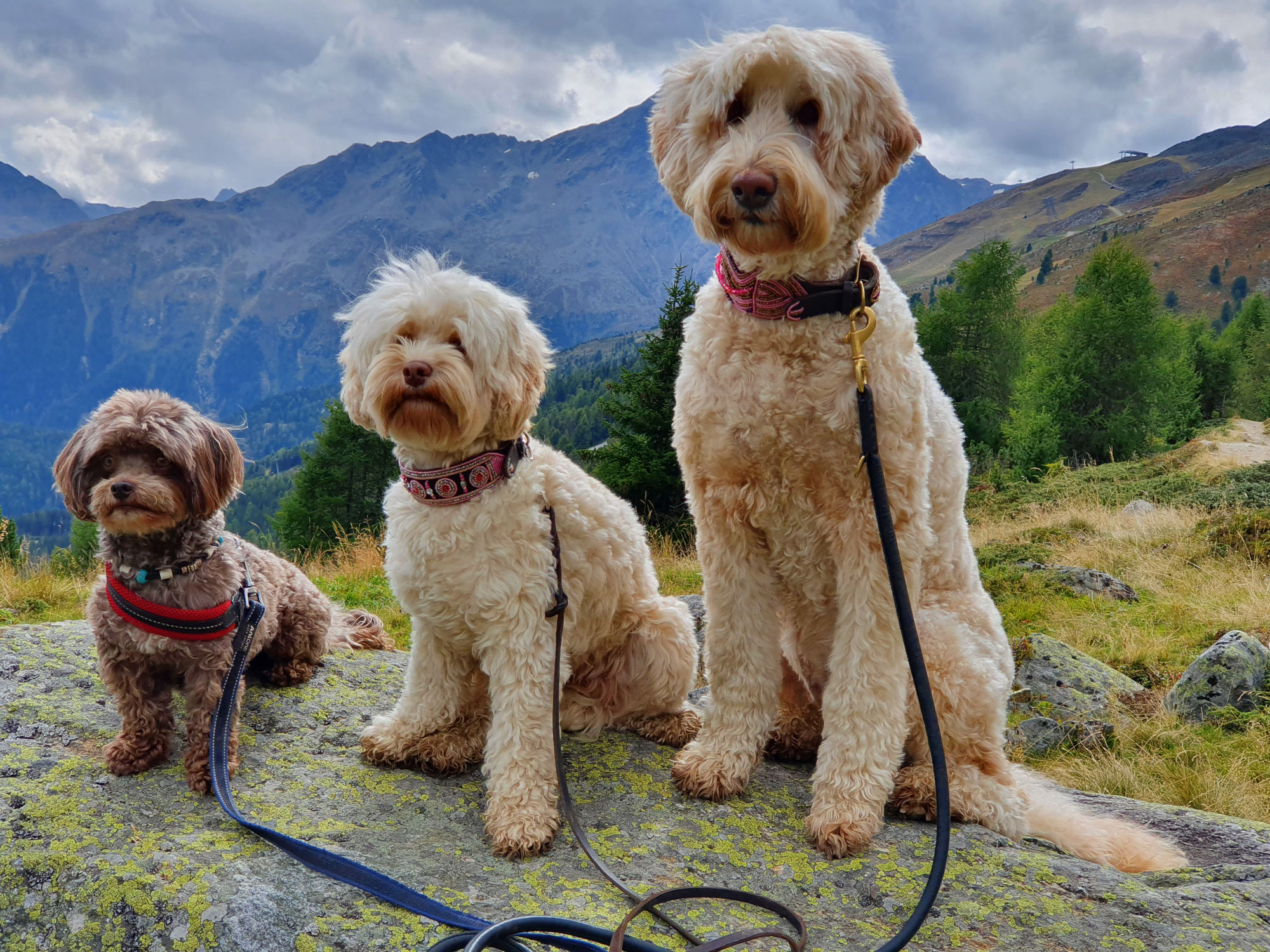 puppy blog Australian Cobberdog