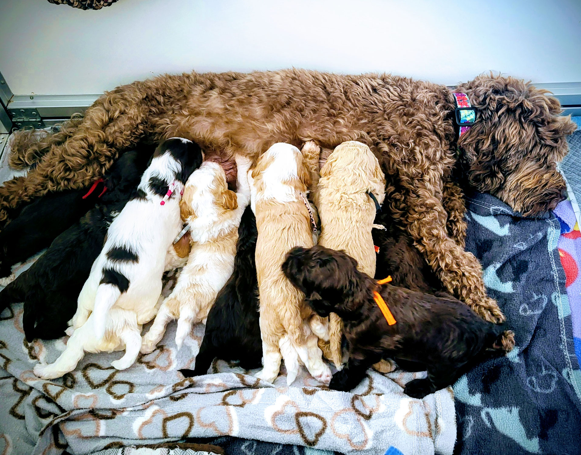 Joy mit ihrem "maxi" Wurf