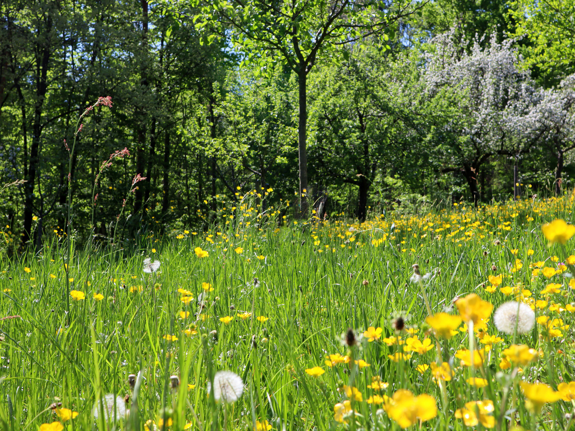 Hilfe in der Heuschnupfenzeit