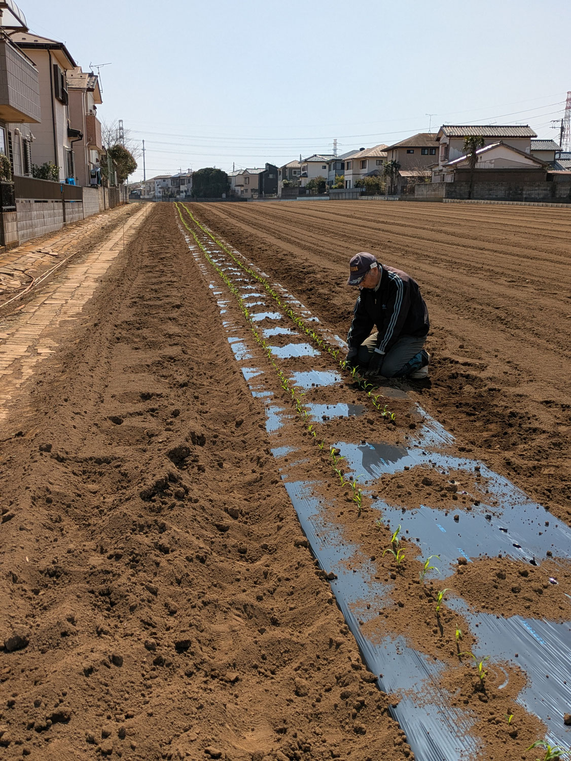 「援農報告」広大な圃場での援農作業で、農業本来の魅力を体感！