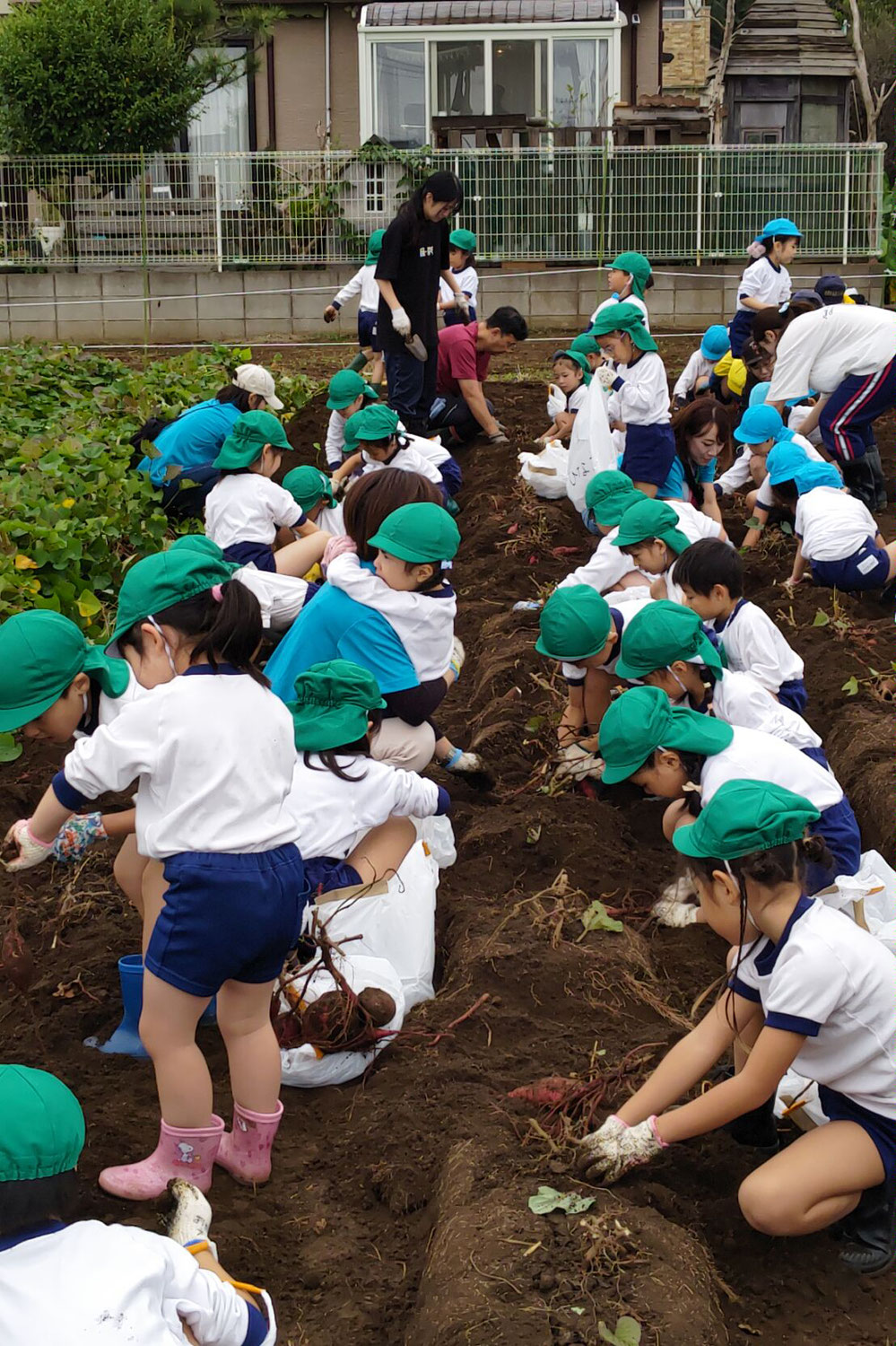 船橋幼稚園児さんの芋ほり体験
