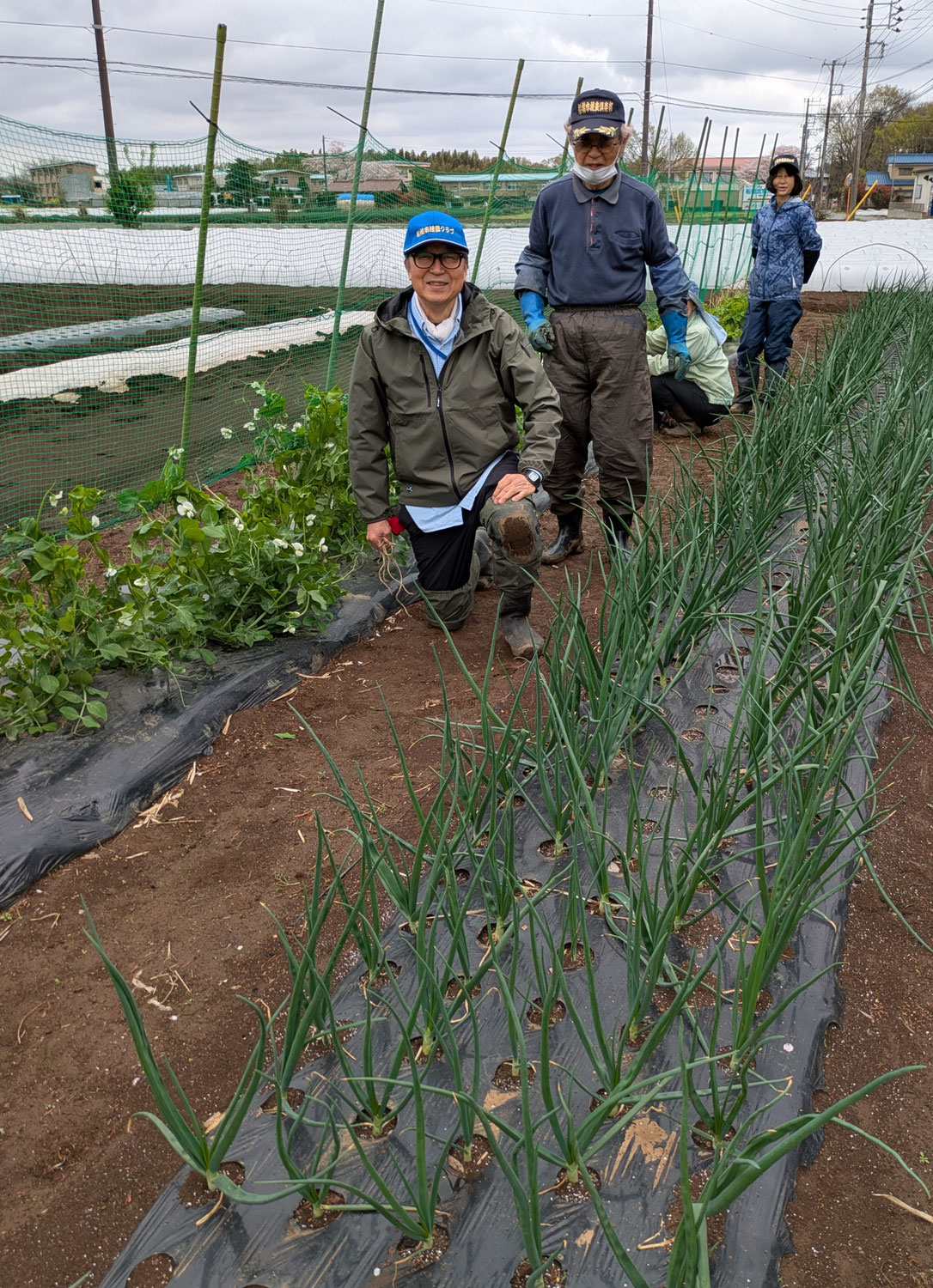 ［圃場トピックス］第１圃場の冬越し野菜の近況報告と春夏野菜の栽培開始宣言！