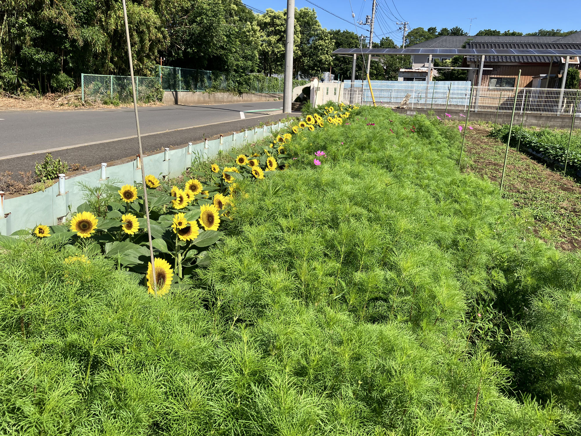 「圃場トピックス」第２圃場「美しい花が野菜の成長を見守っています。」
