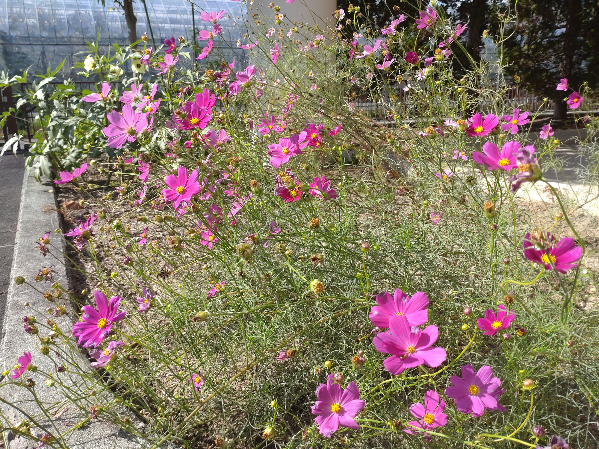 秋が深まってきました