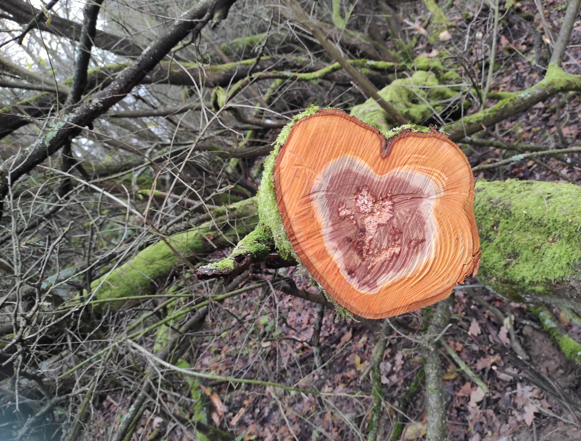 Werde du selbst