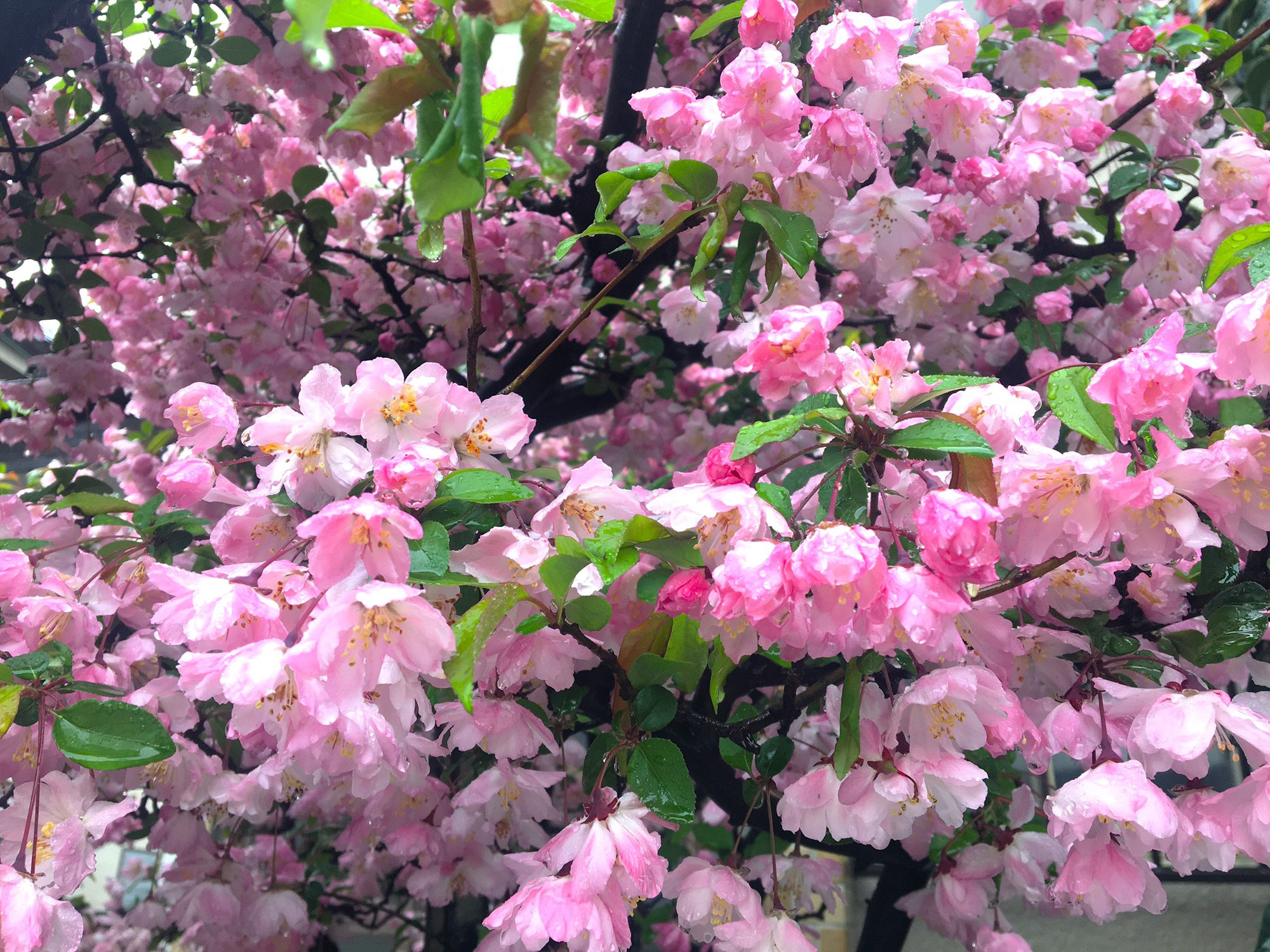 コノハナサクヤヒメさまからの花吹雪