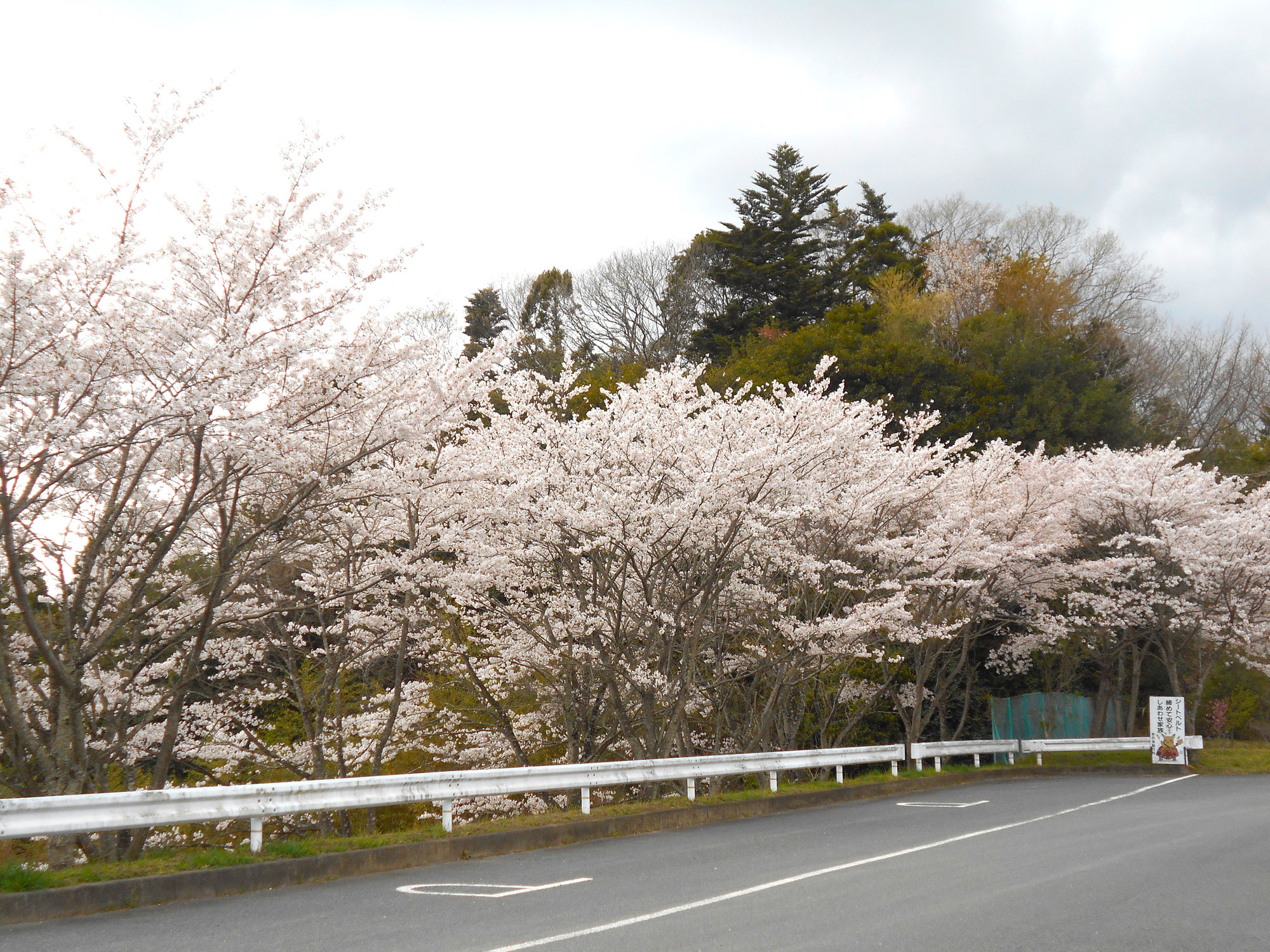 桜が満開になりました！
