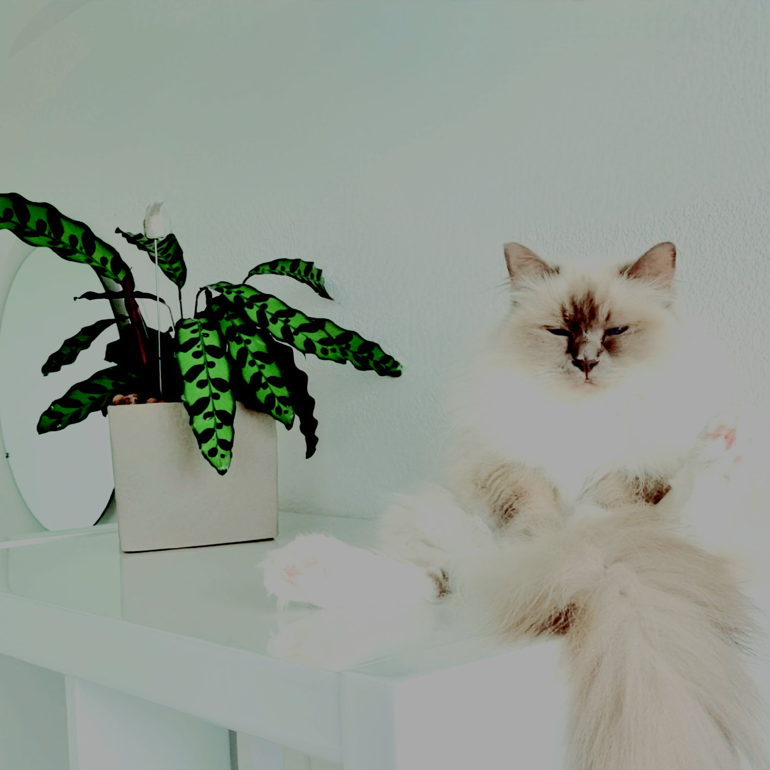 Ungiftige Pflanzen für den Katzenhaushalt