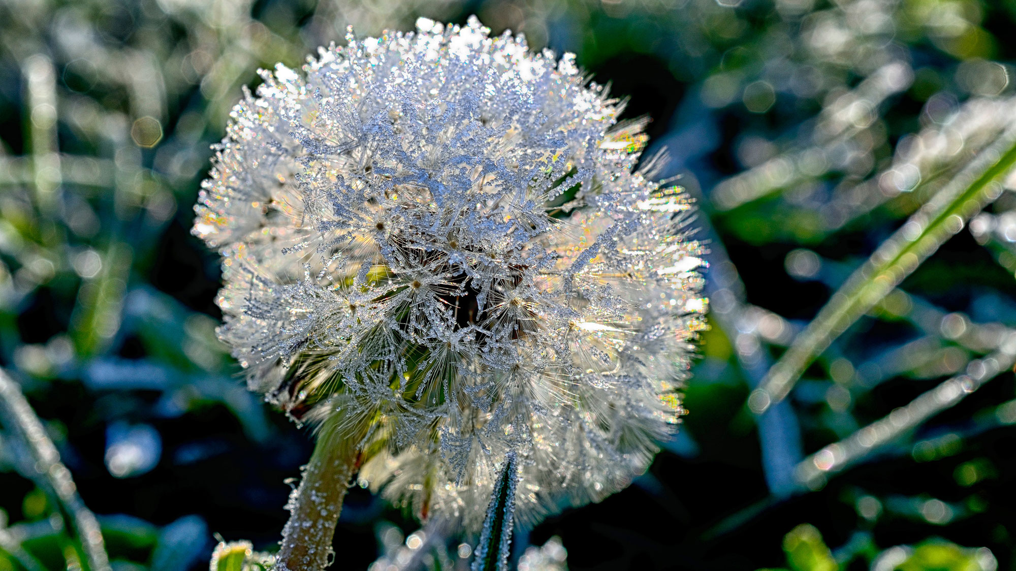 Die „Eisheiligen“ kommen, auf sommerlichen Muttertag folgt Temperatursturz