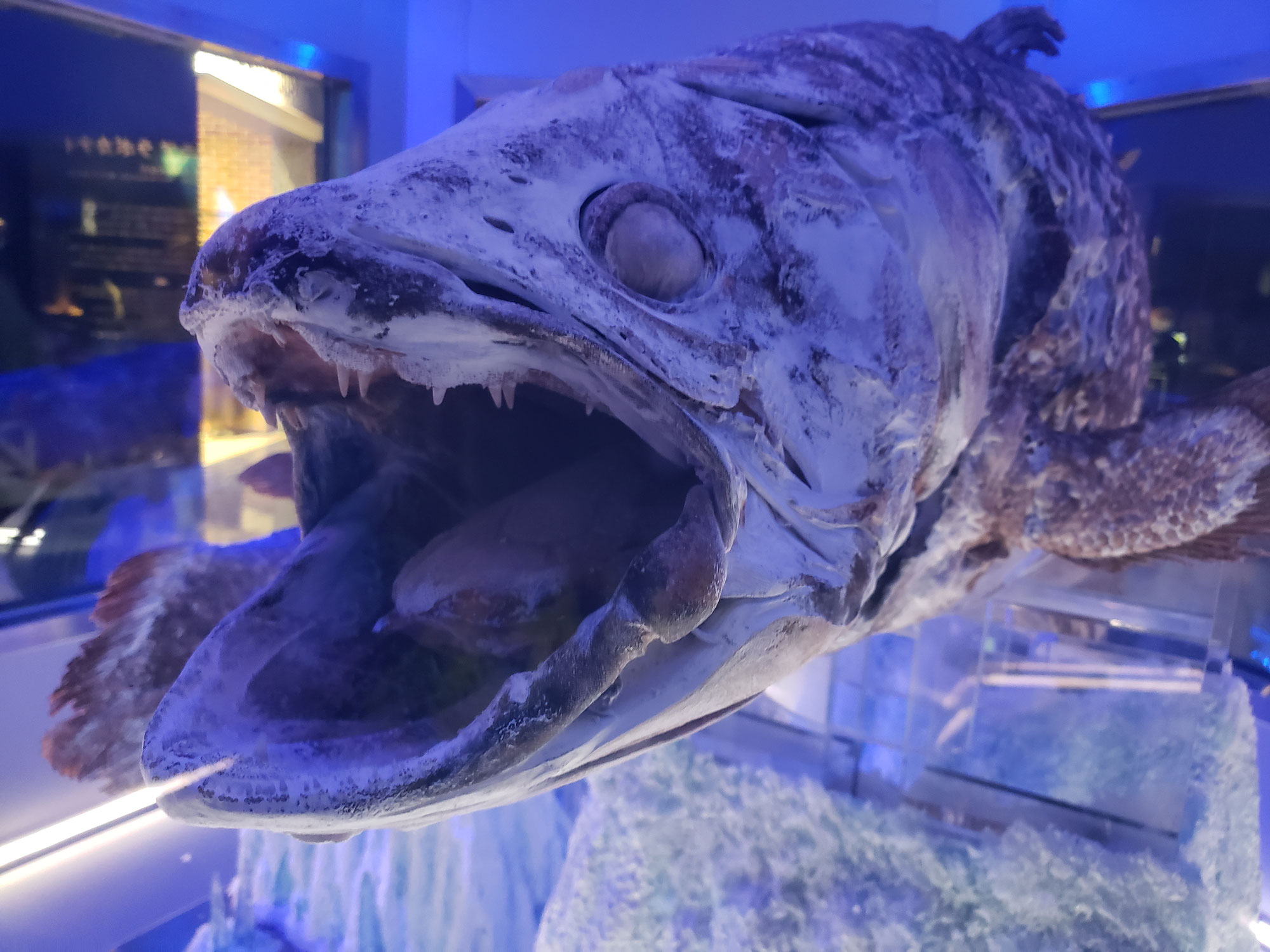 深海魚水族館