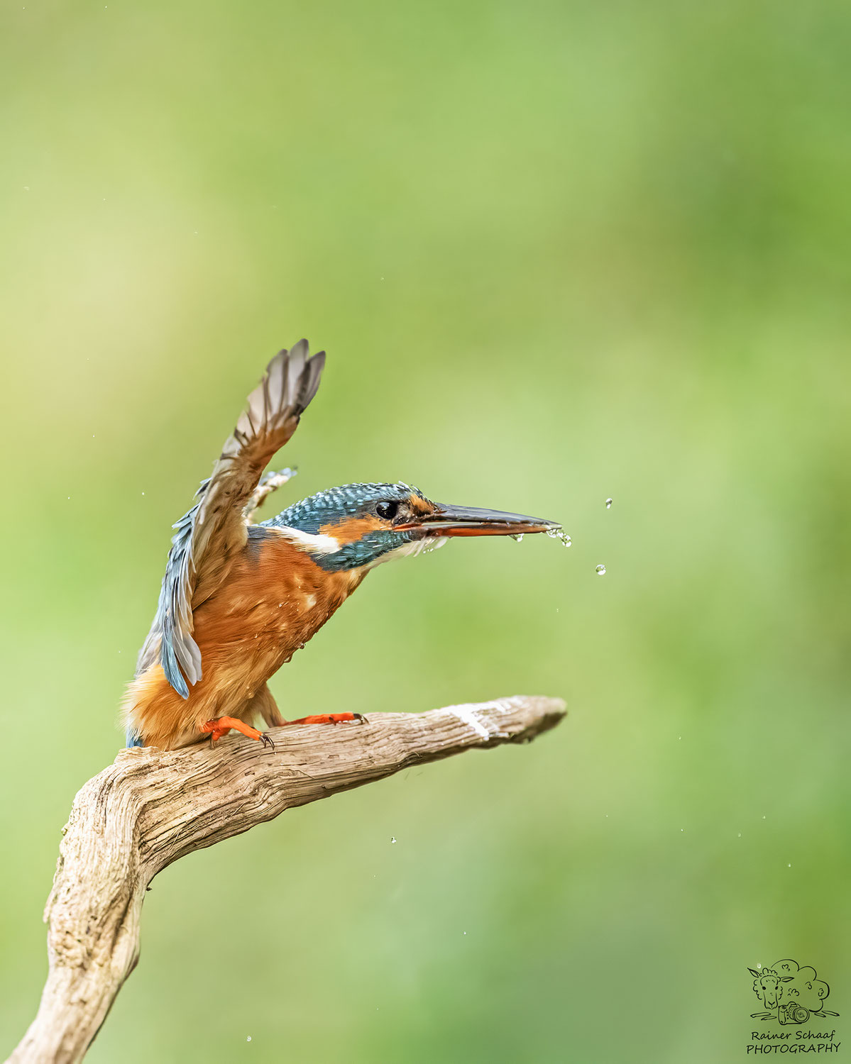 Eisvogel (Alcedo atthis) Tour