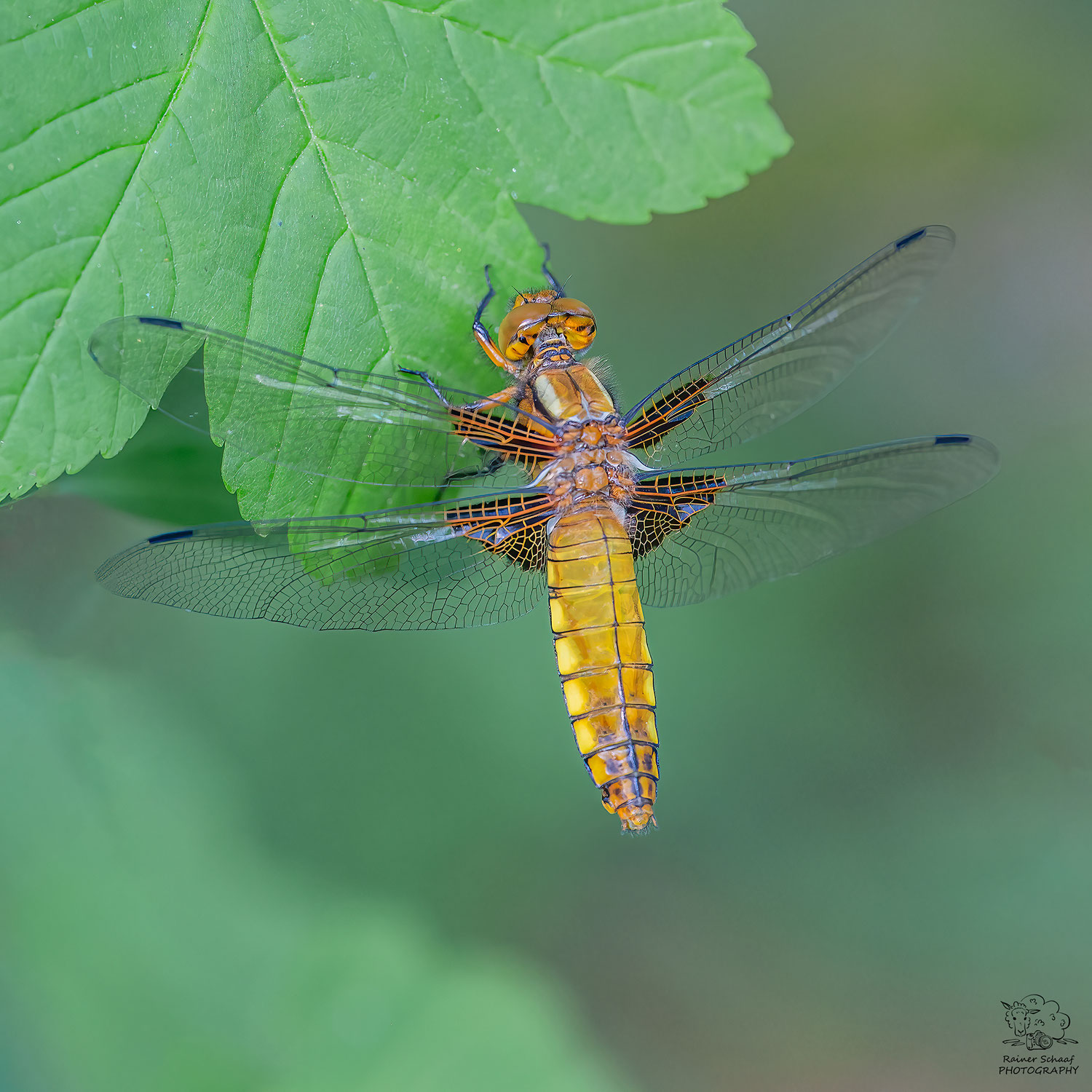 Vierfleck Libelle (Libellula quadrimaculata)