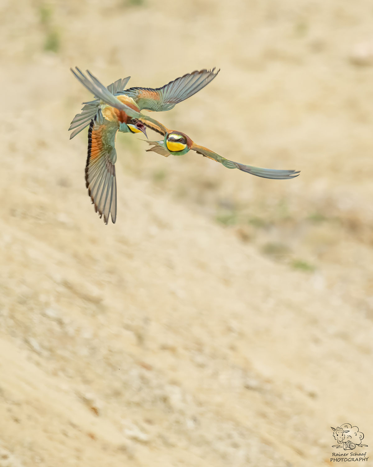 Bienenfresser (Merops apiaster) ...