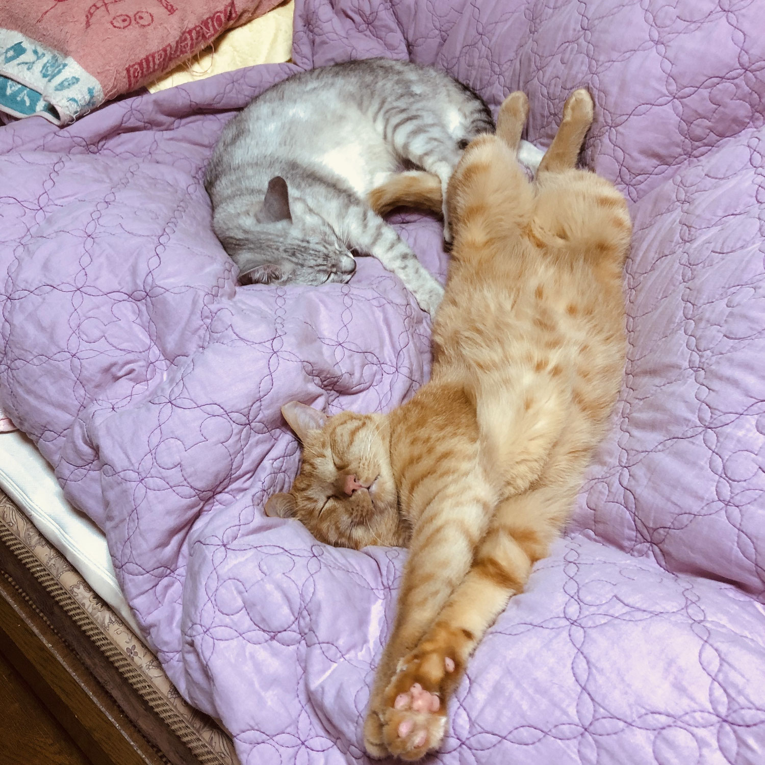 スタッフ猫　悟空の生い立ち