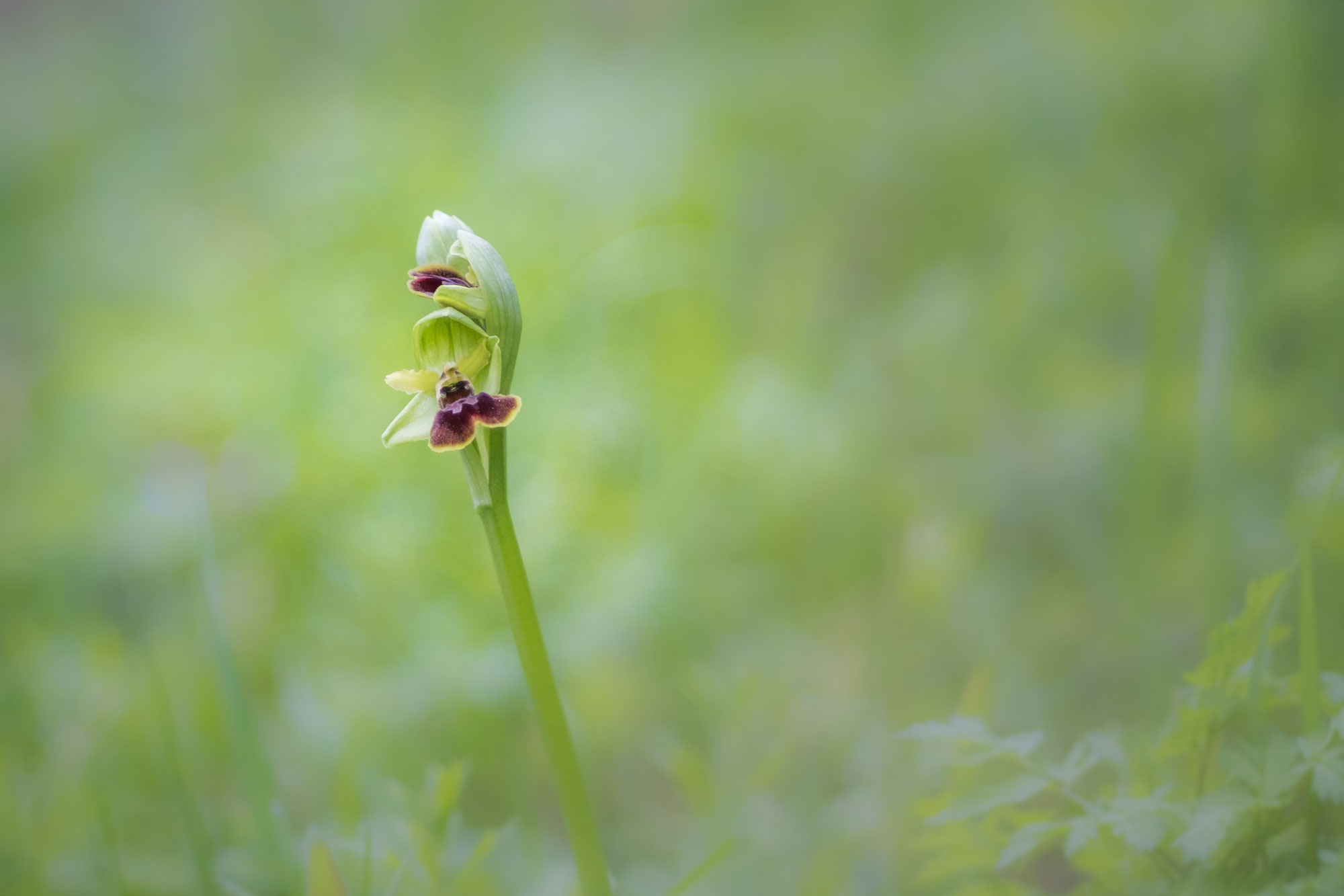 Orchidée d'Anjou - Ophrys Araneola