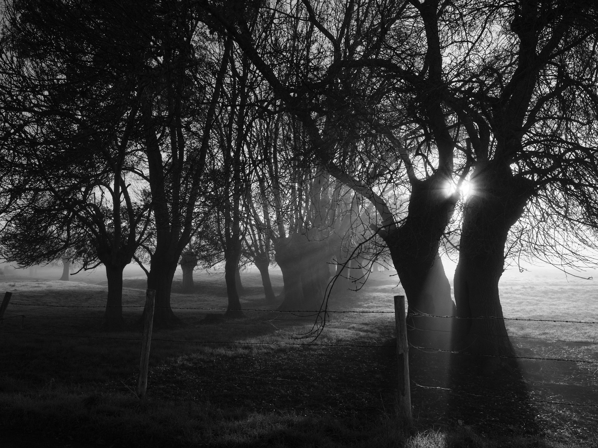 L'île de Chalonnes sur Loire en noir et blanc