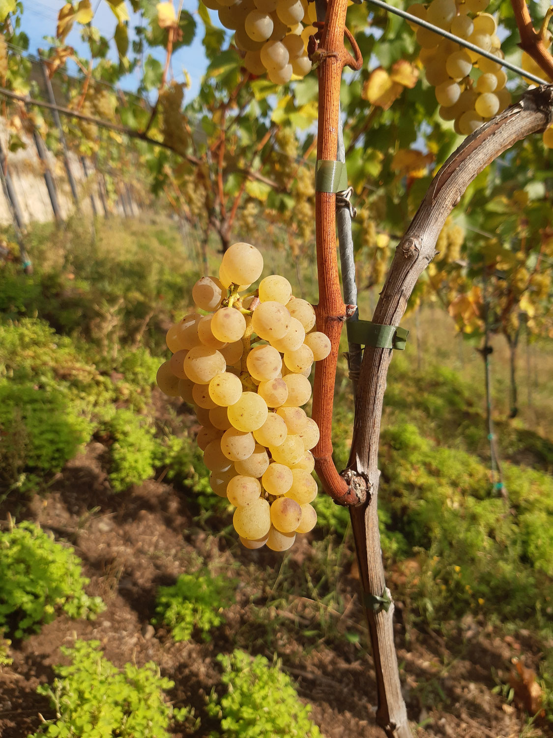 Last but not least (only for 2020) - our Chardonnay !