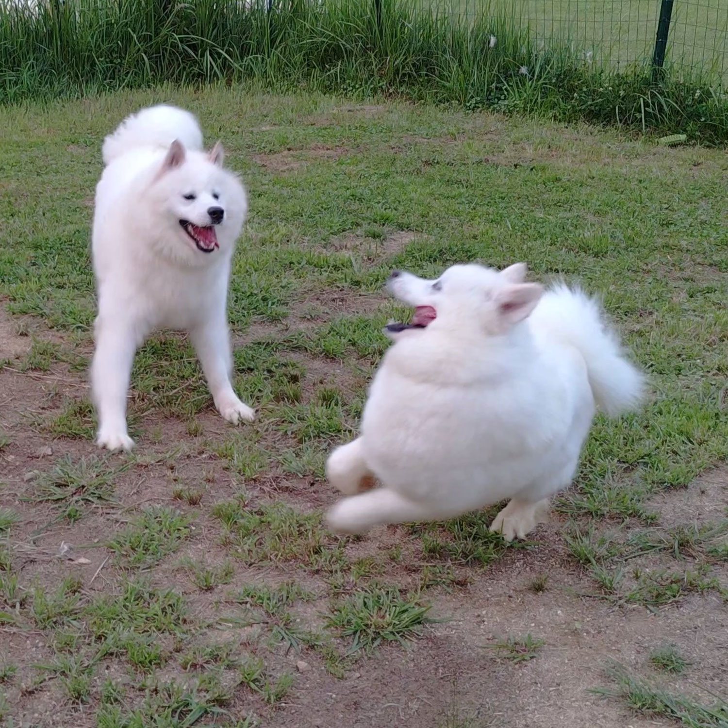 やんちゃなサモエドたち