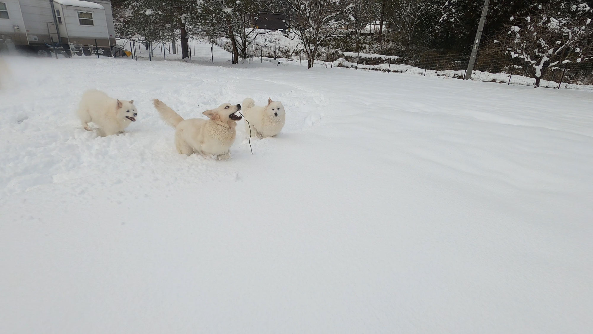 雪で遊ぶわんこってかっこいいですね