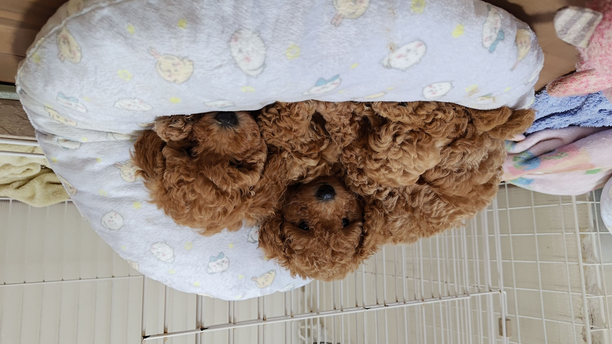 赤ちゃんたちの成長