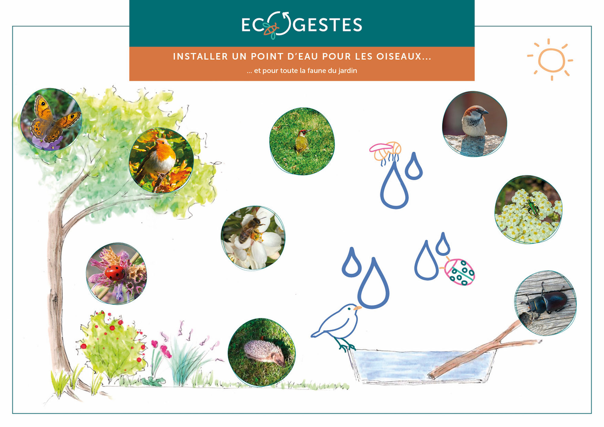 Installer un point d'eau pour les oiseaux