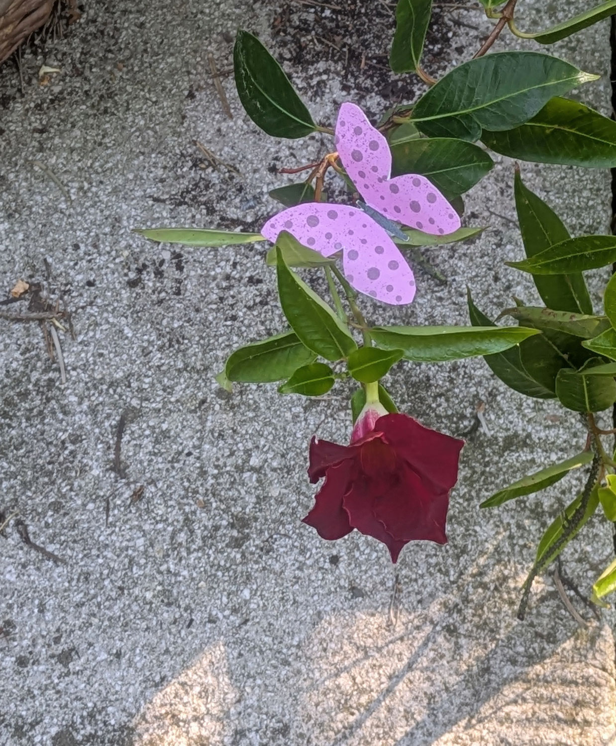 Bunte Schmetterlinge