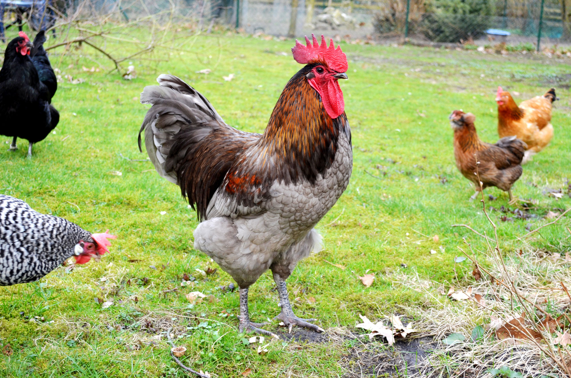 Die jungen Hennen huehnerparadies