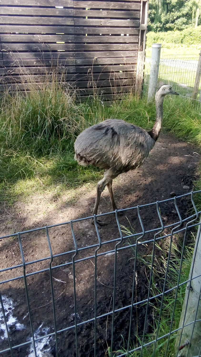 Prenzlauer Haustierpark verzaubert Klein und Groß