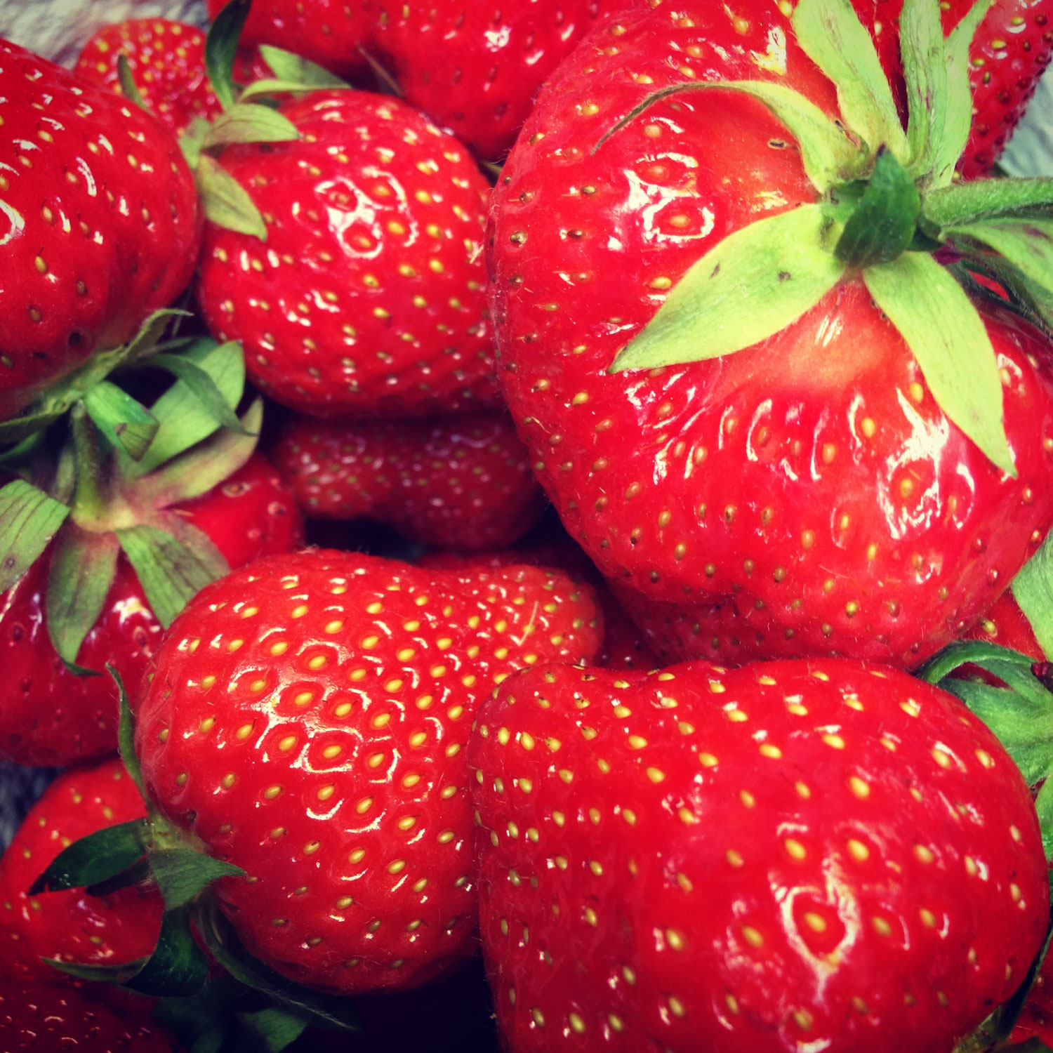 Die Erdbeere StrubesErdbeeren