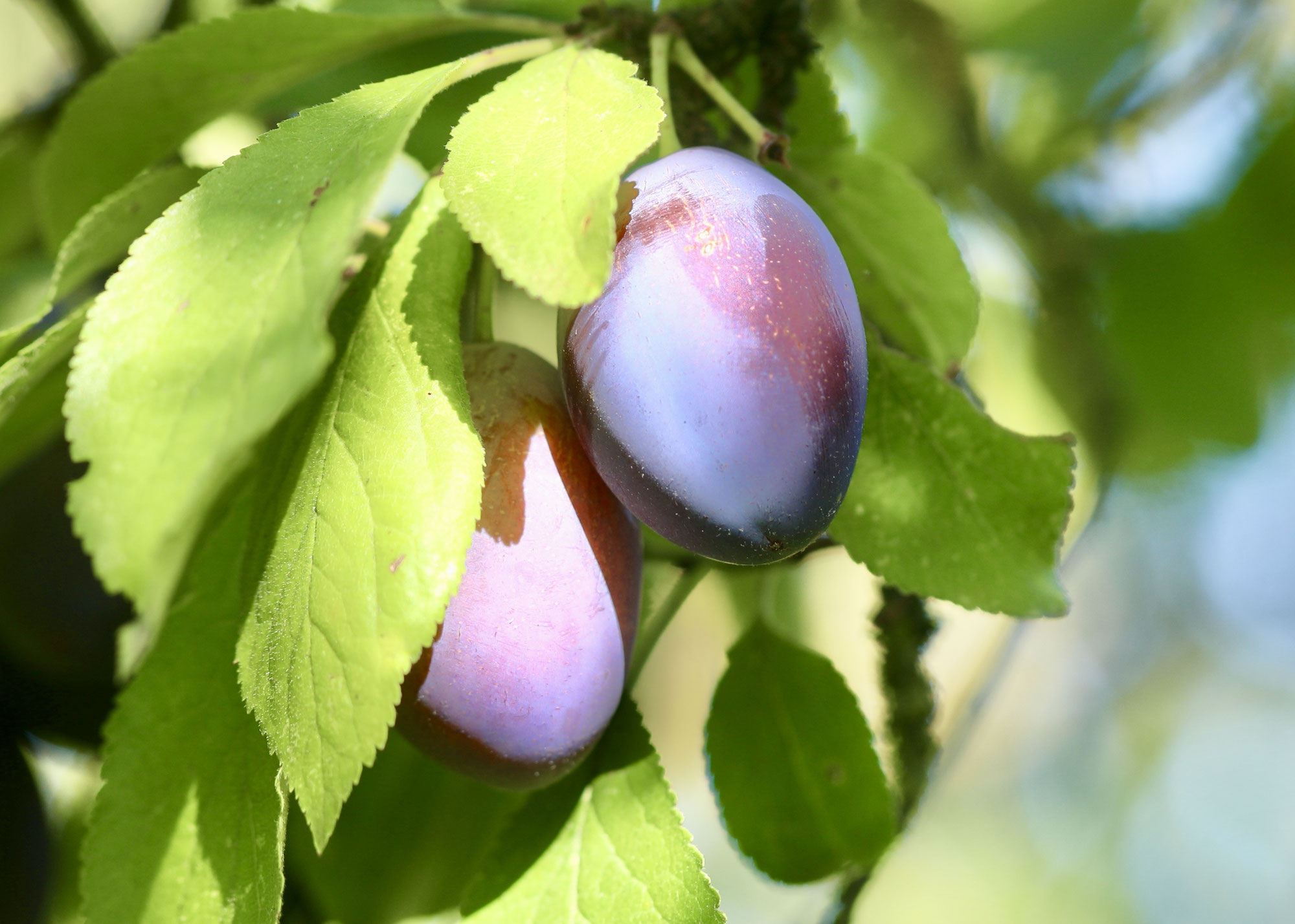 Die Pflaume – kleine Frucht, große Wirkung