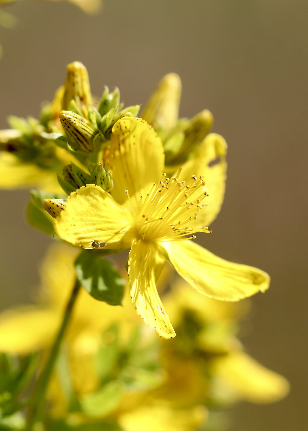 Goldenes Licht für die Seele - Johanniskraut zur Sommersonnenwende