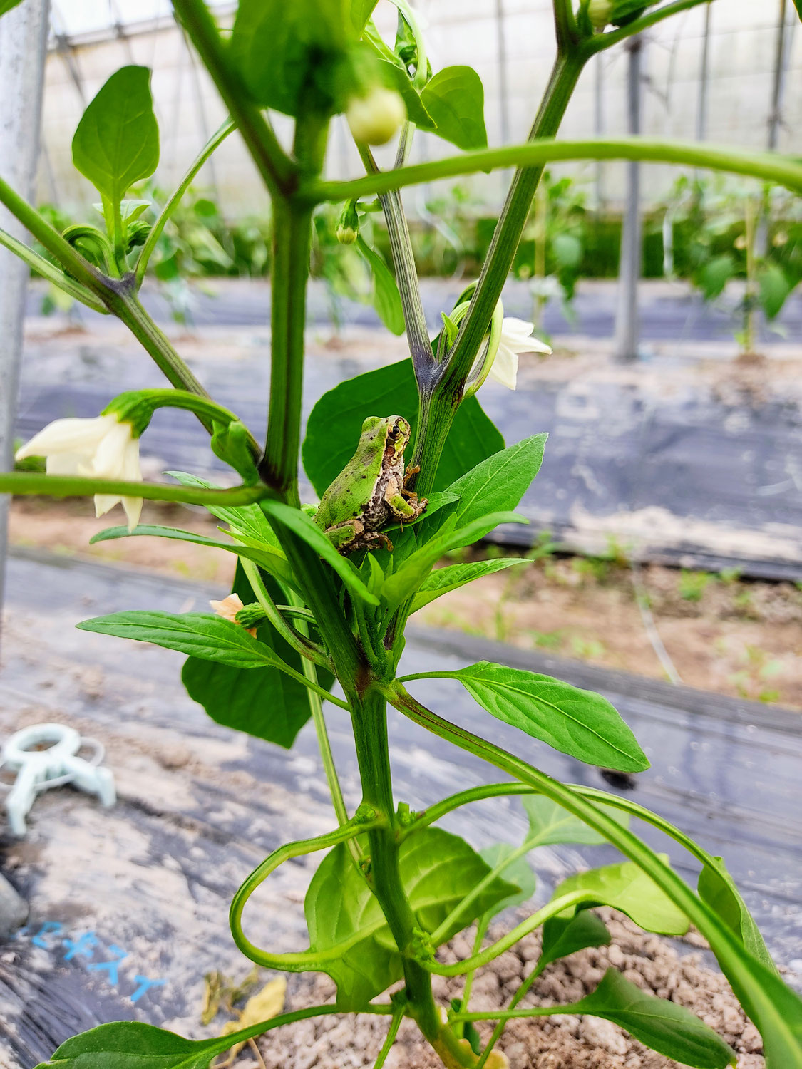 一番花とカエル