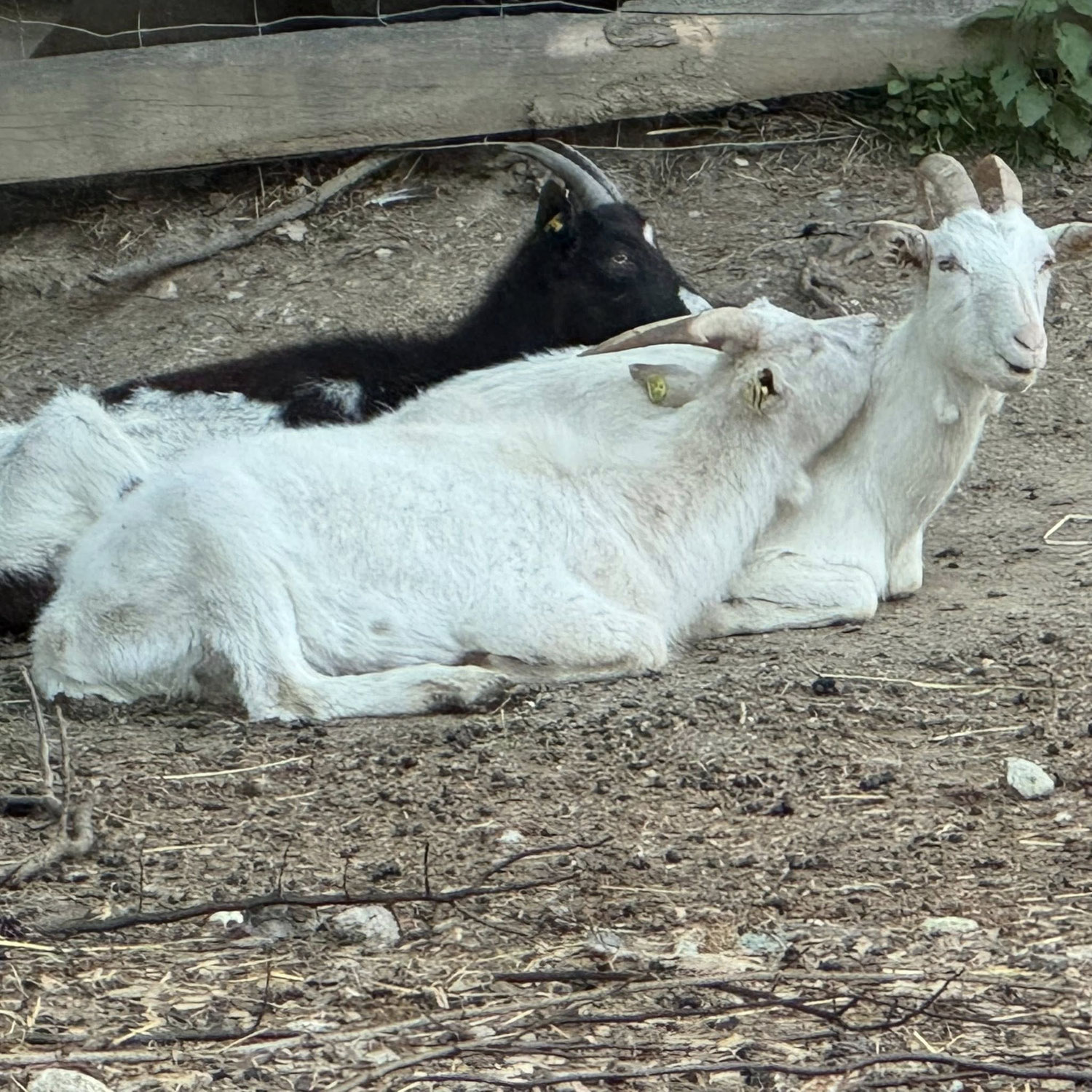 Abschied von Lisa und Oreo