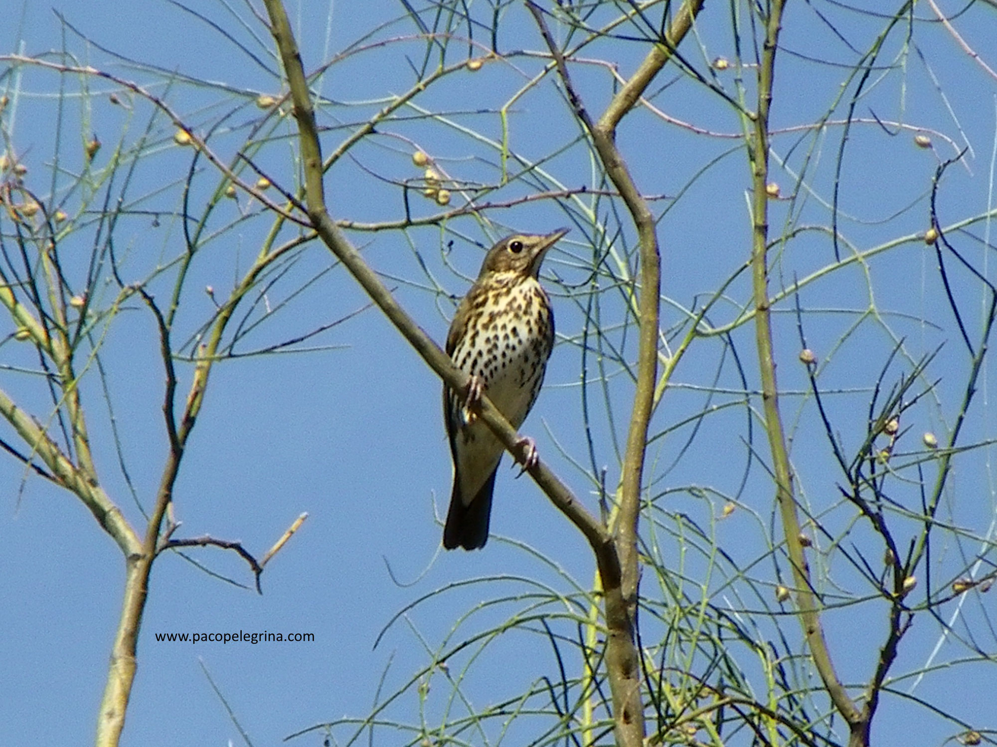 ZORZAL COMÚN o TORDO (Turdus philomelos)