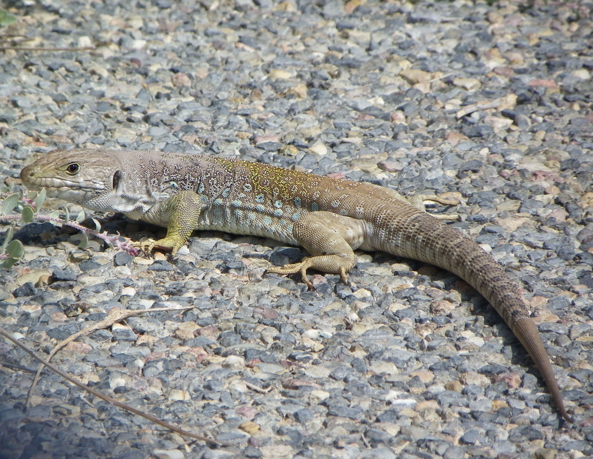 LAGARTO OCELADO (Timon lepidus)