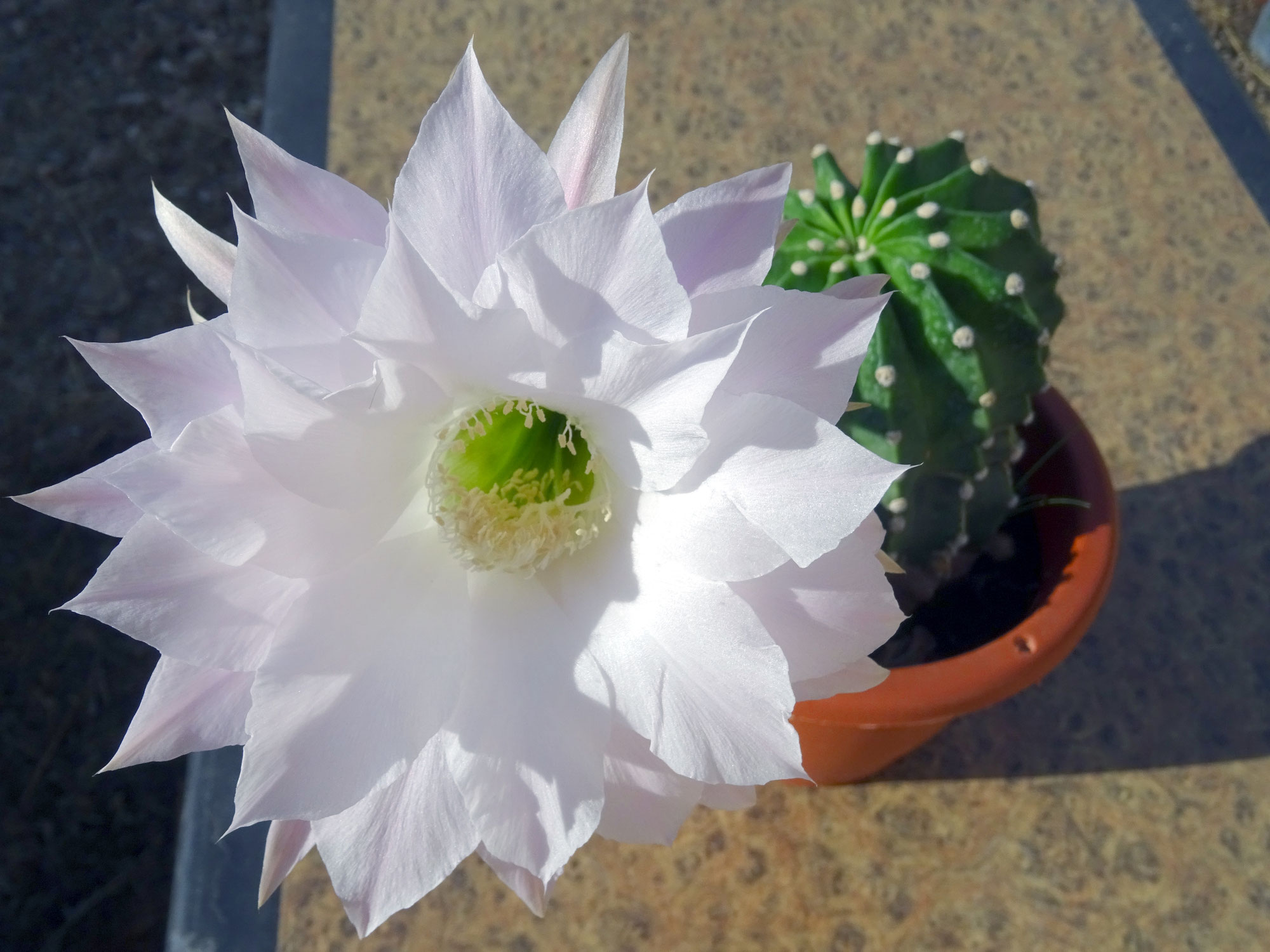 ECHINOPSIS SUBDENUDATA