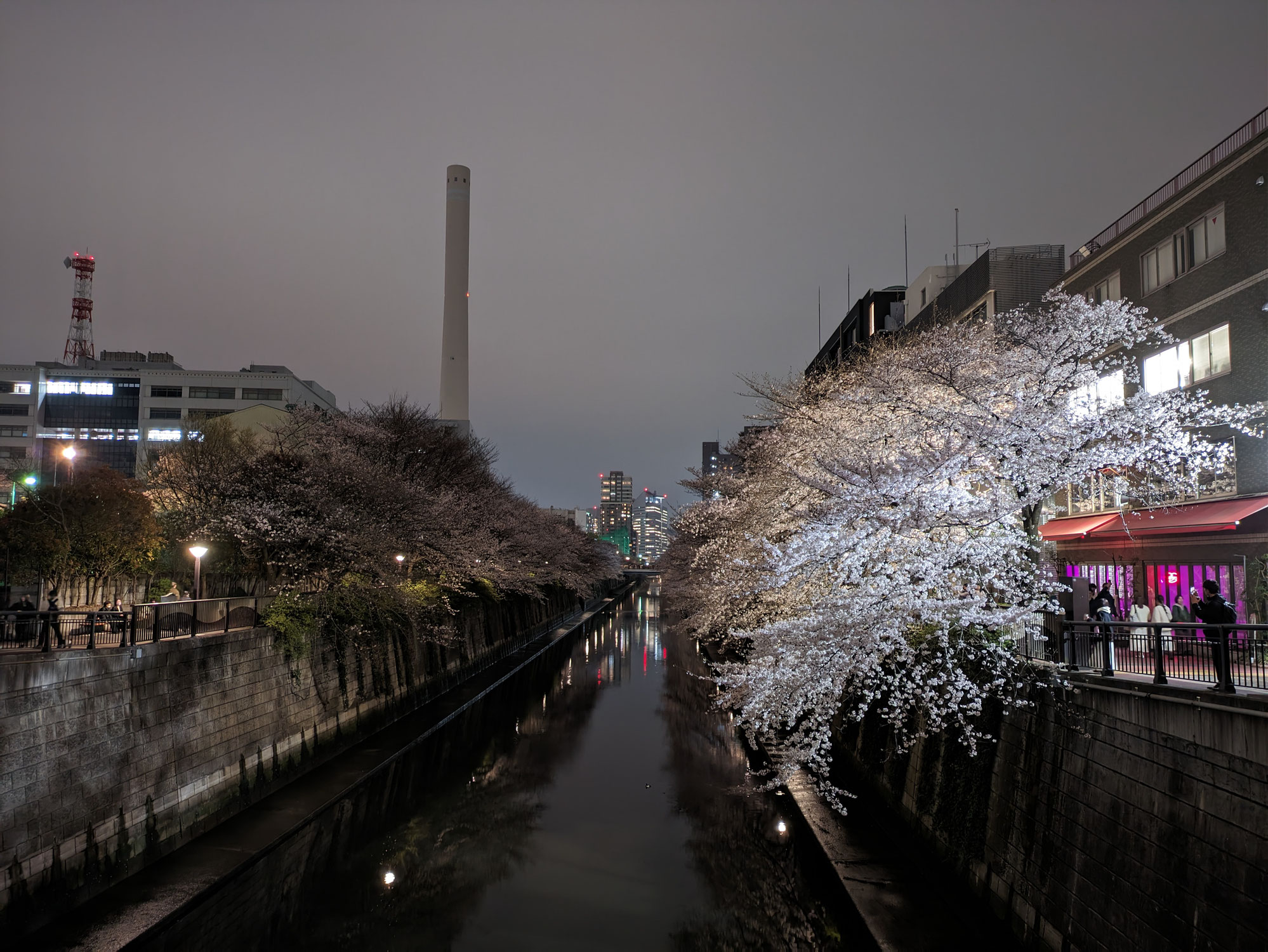 桜満開