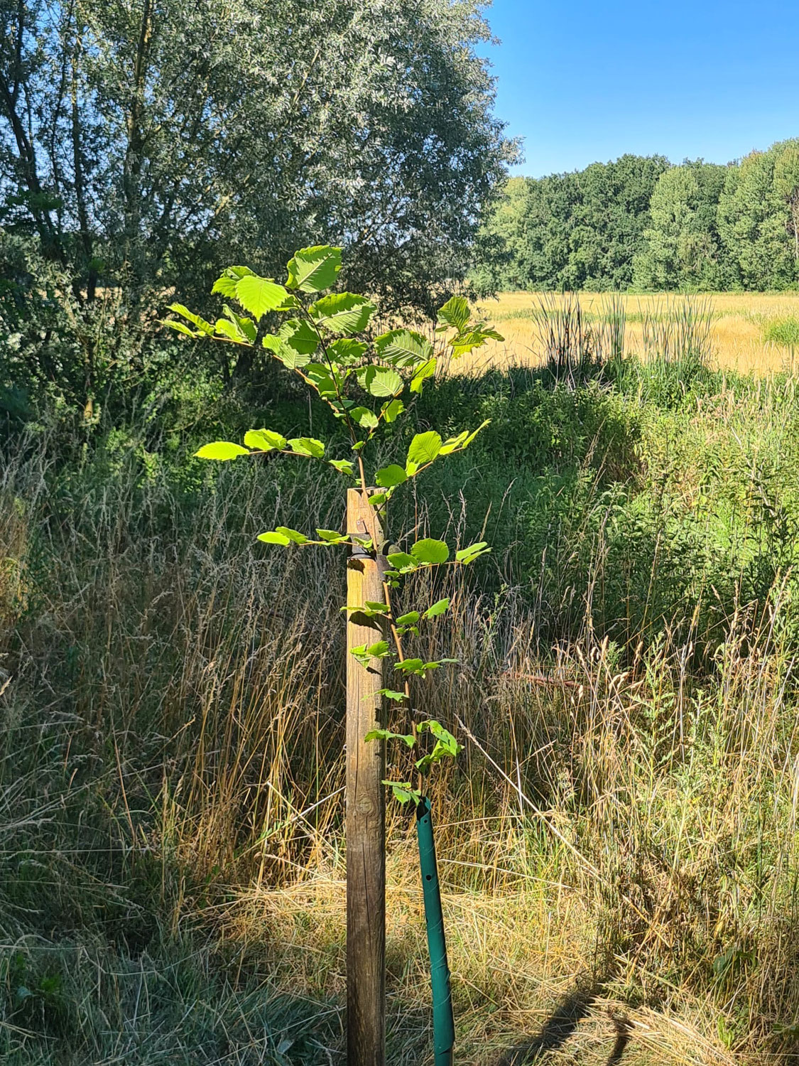 Ein Baum für Rosemarie Zonka