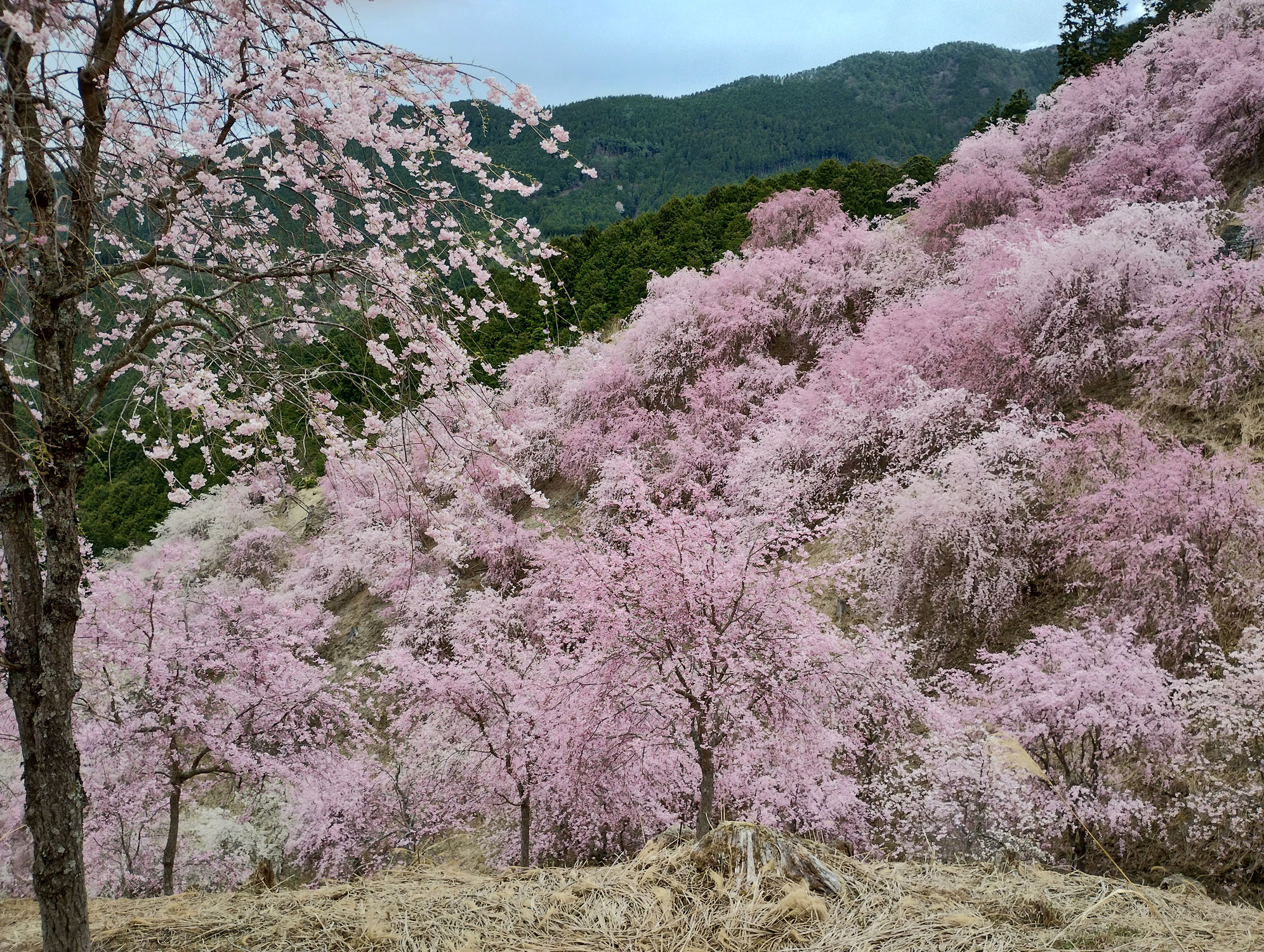 高見の郷の枝垂れ桜
