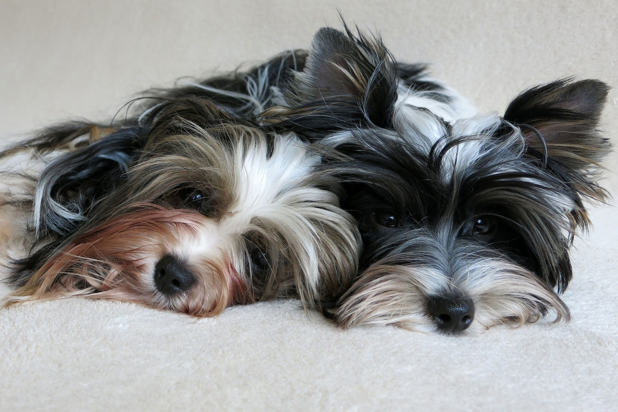 BIEWER YORKSHIRE Terrier Rassestand - BIEWER YORKSHIRE ...