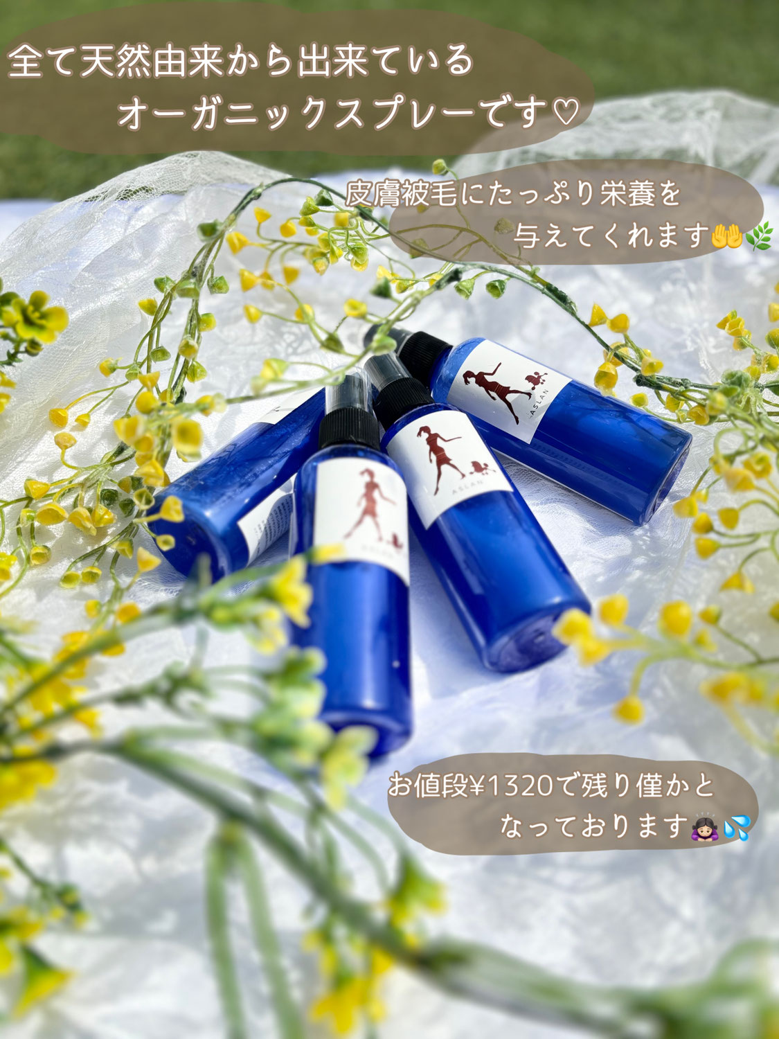 春のワンちゃんの過ごし方