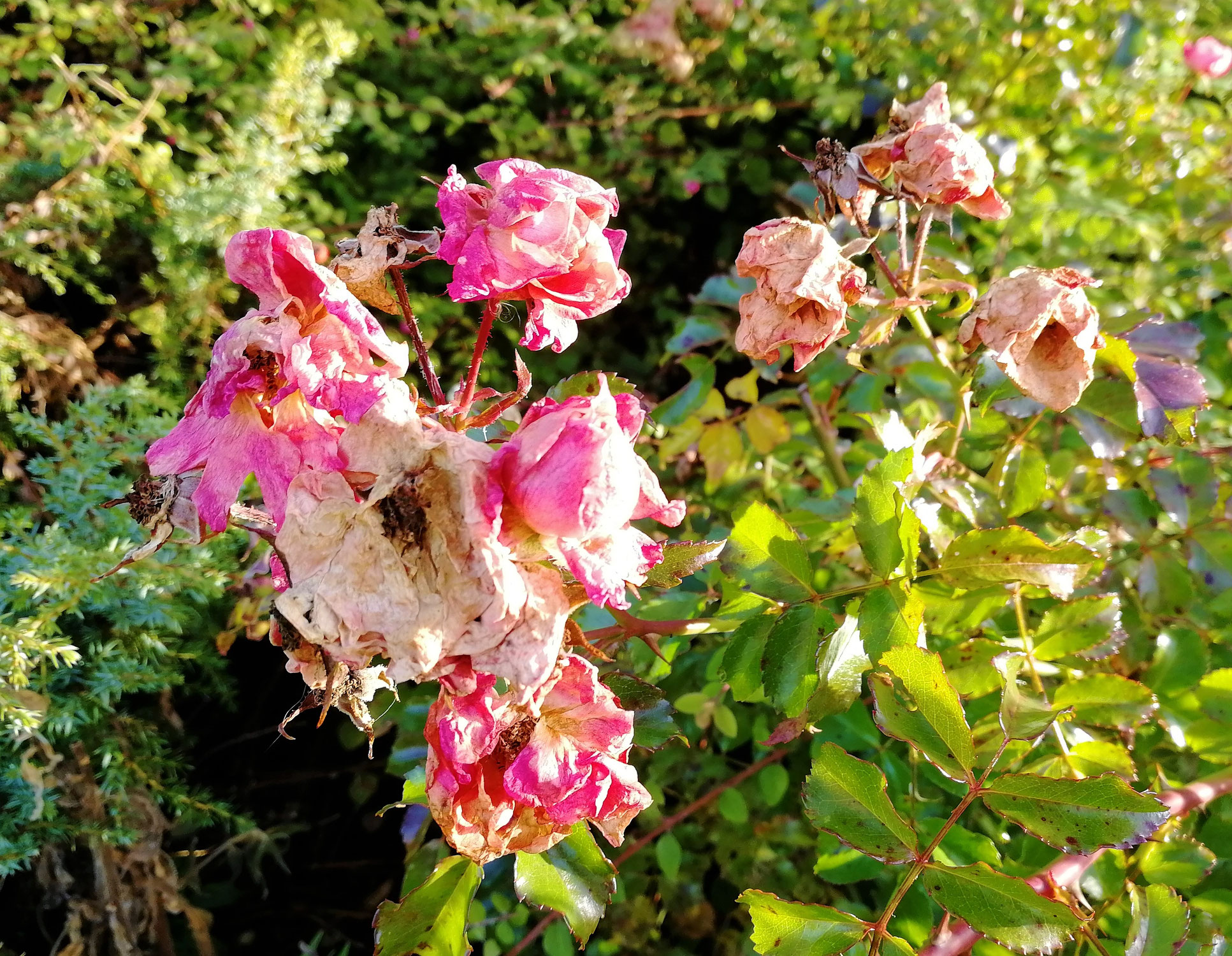 Von dem Sommer- und dem Wintergarten (Sammlung Gebrüder Grimm)